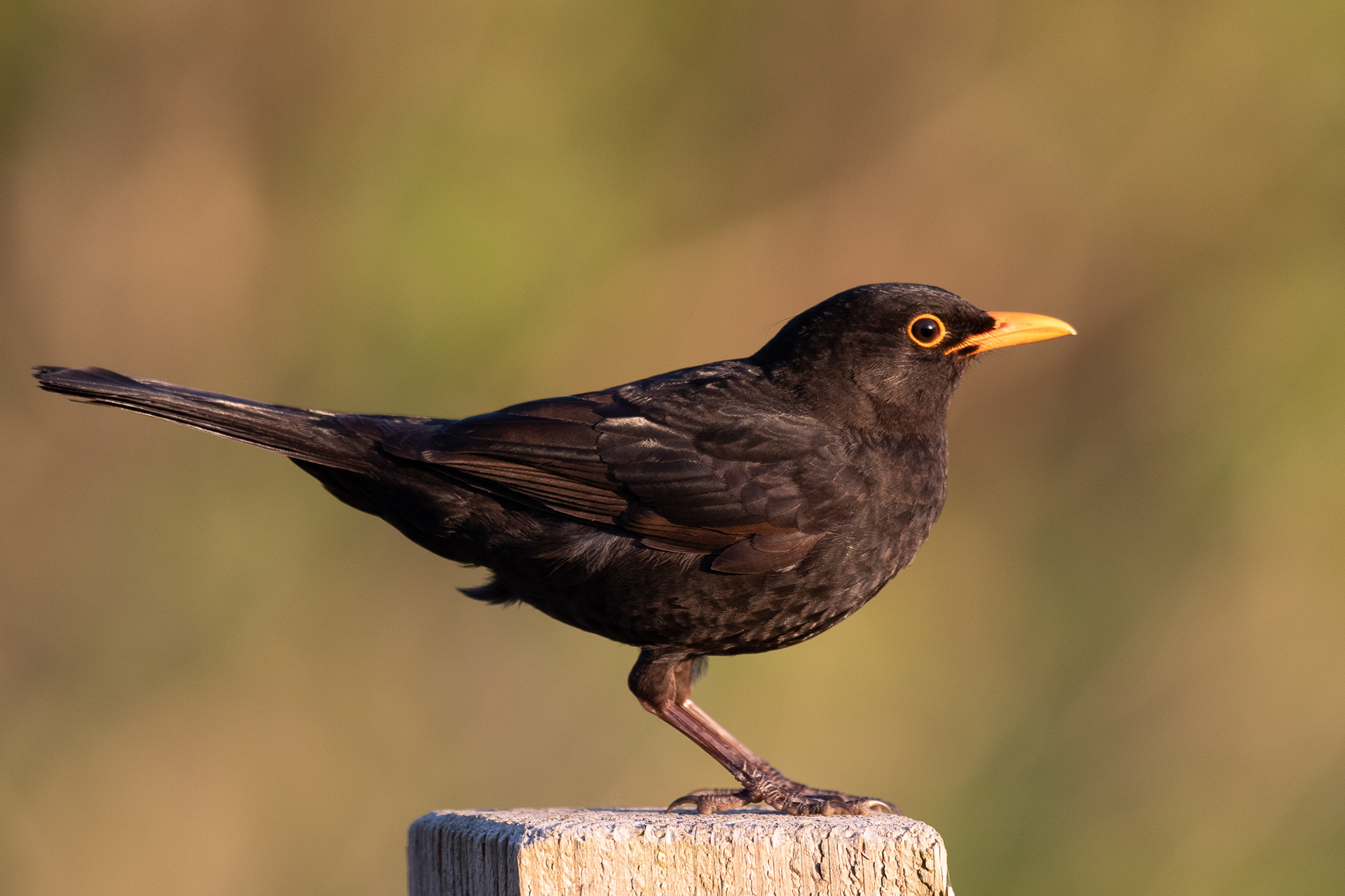 147/365 Blackbird.