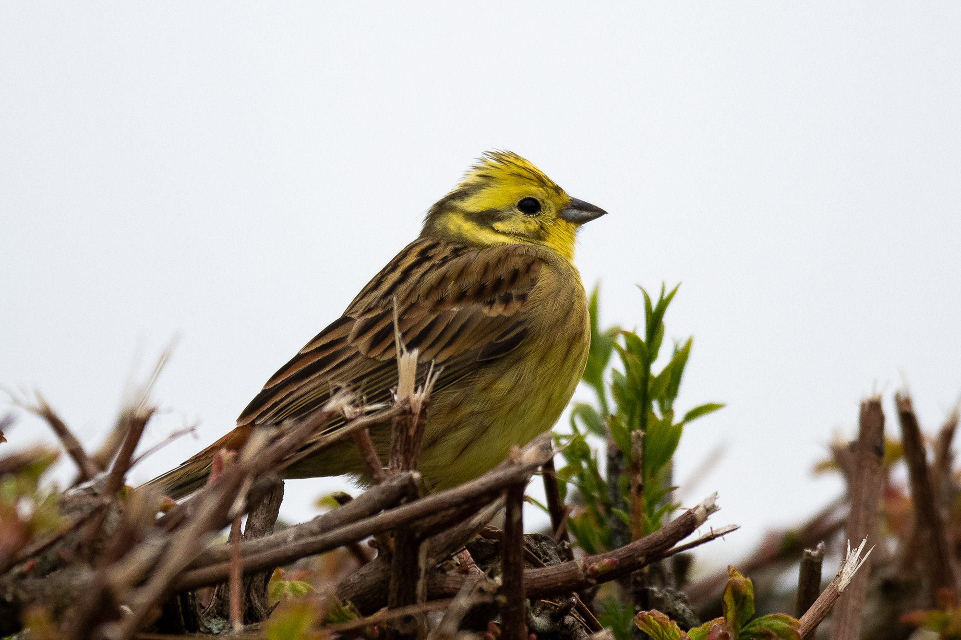 129/365 Yellowhammer.