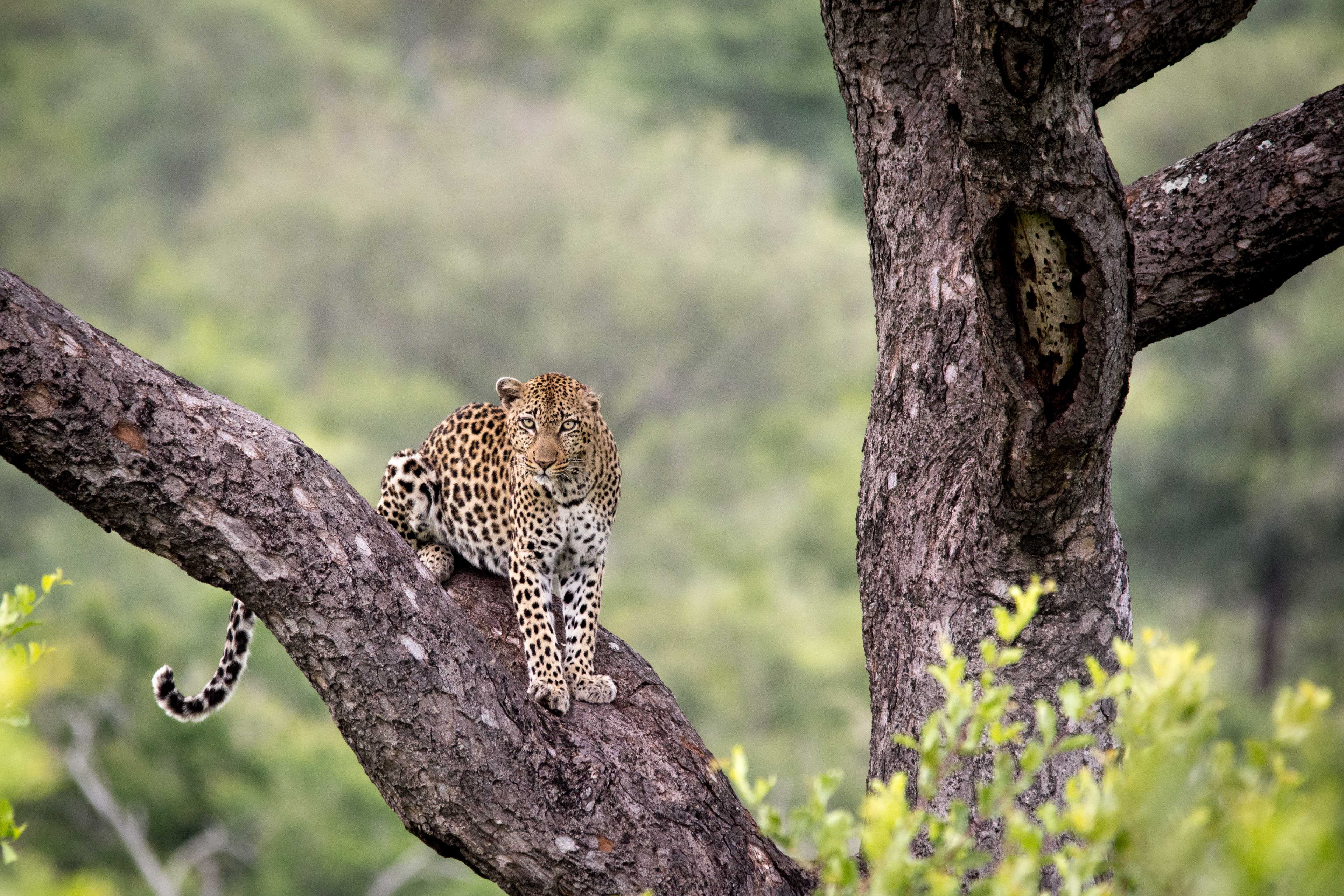 Kruger Park in 2017. Had an amazing run of leopards. So very lucky!