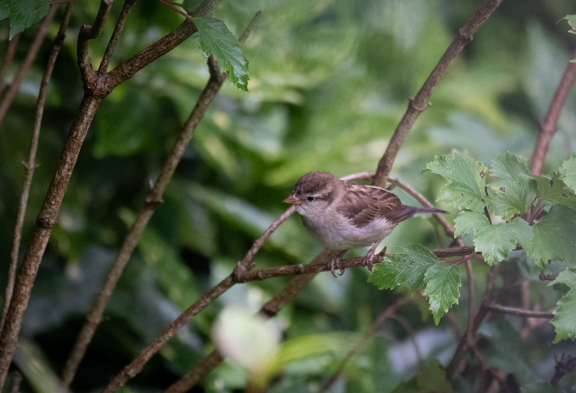 214/265 Sparrow.
