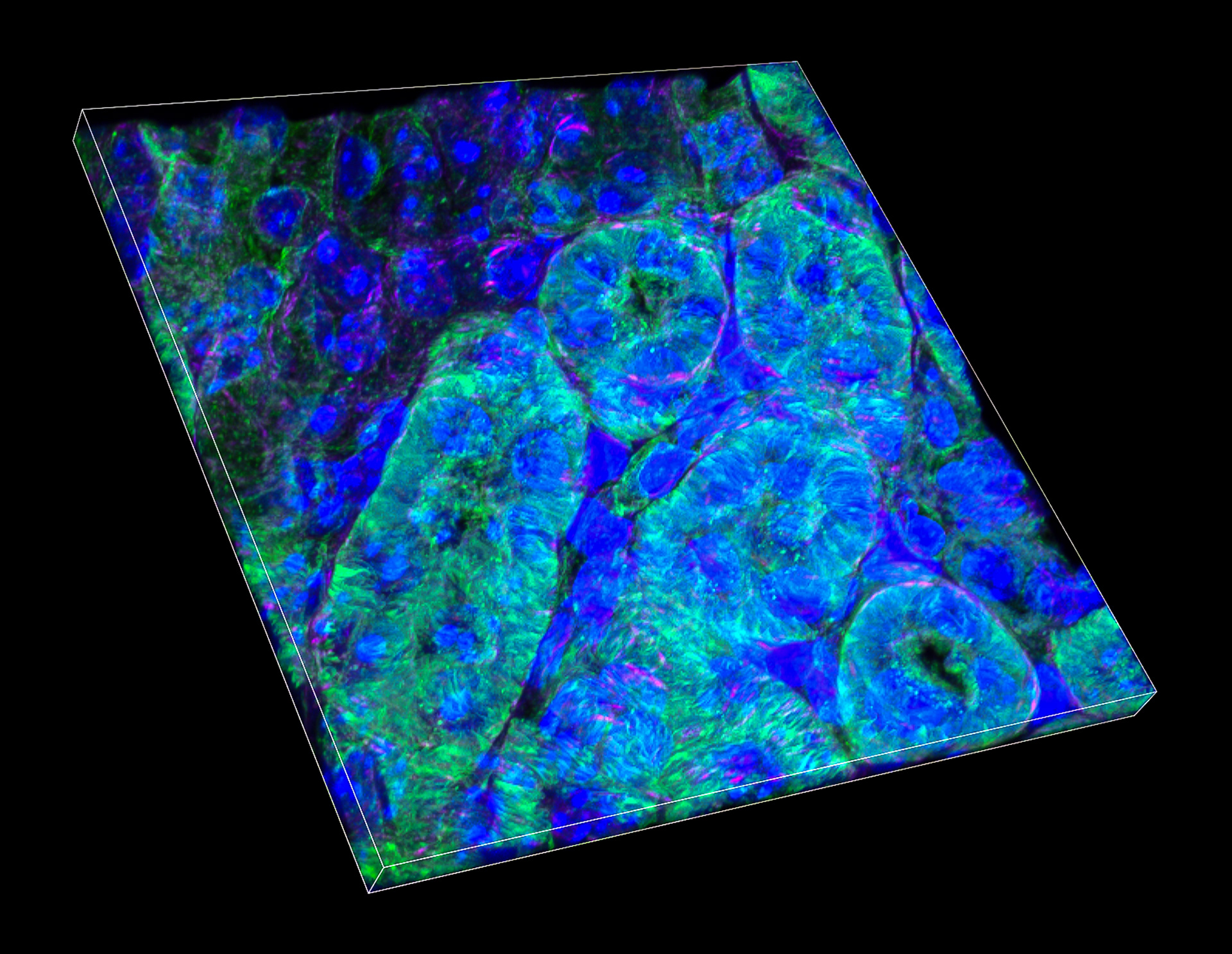 231/365 A different kind of imaging!