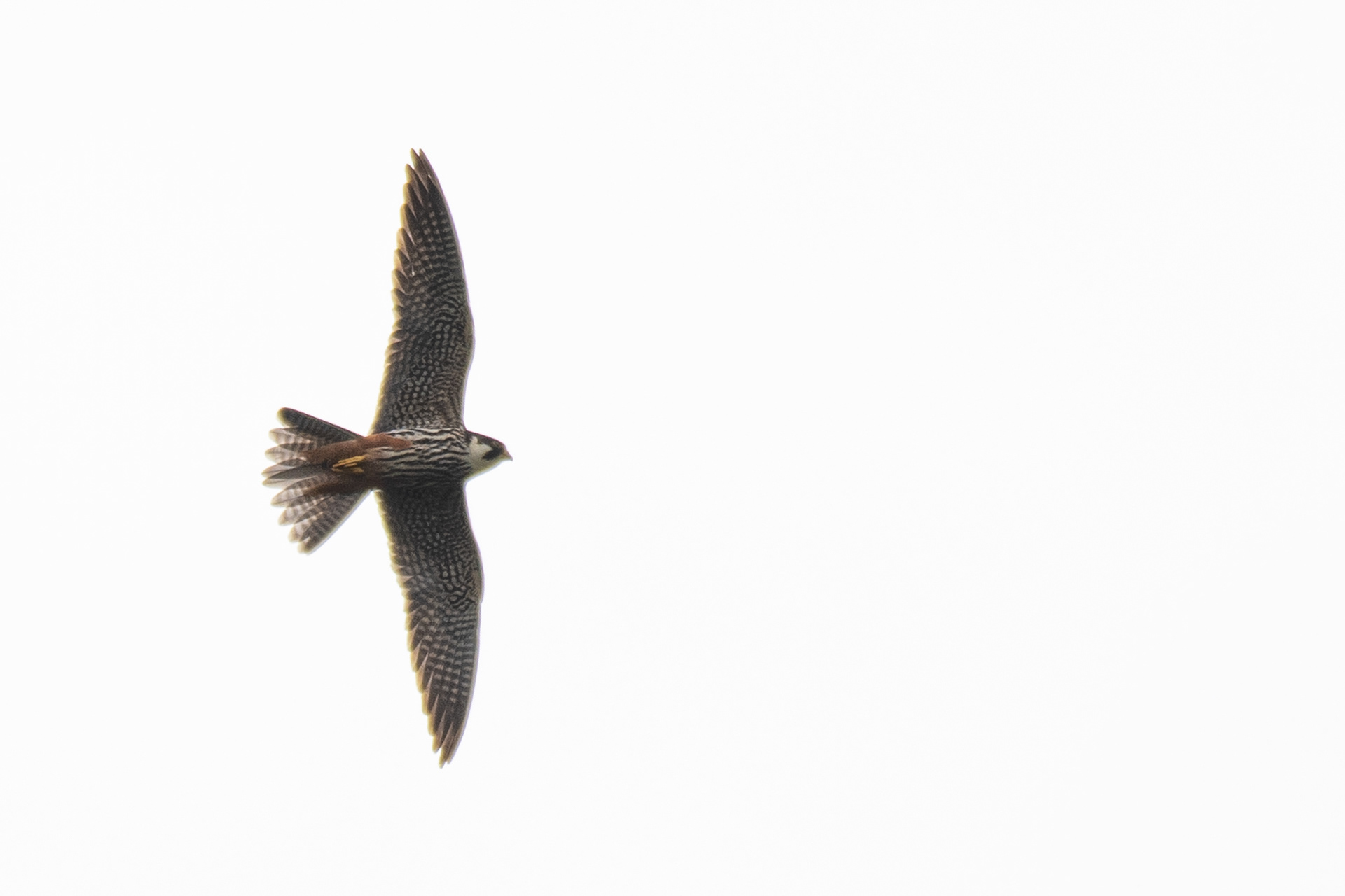 182/365 Hobby at Fishlake Meadows.