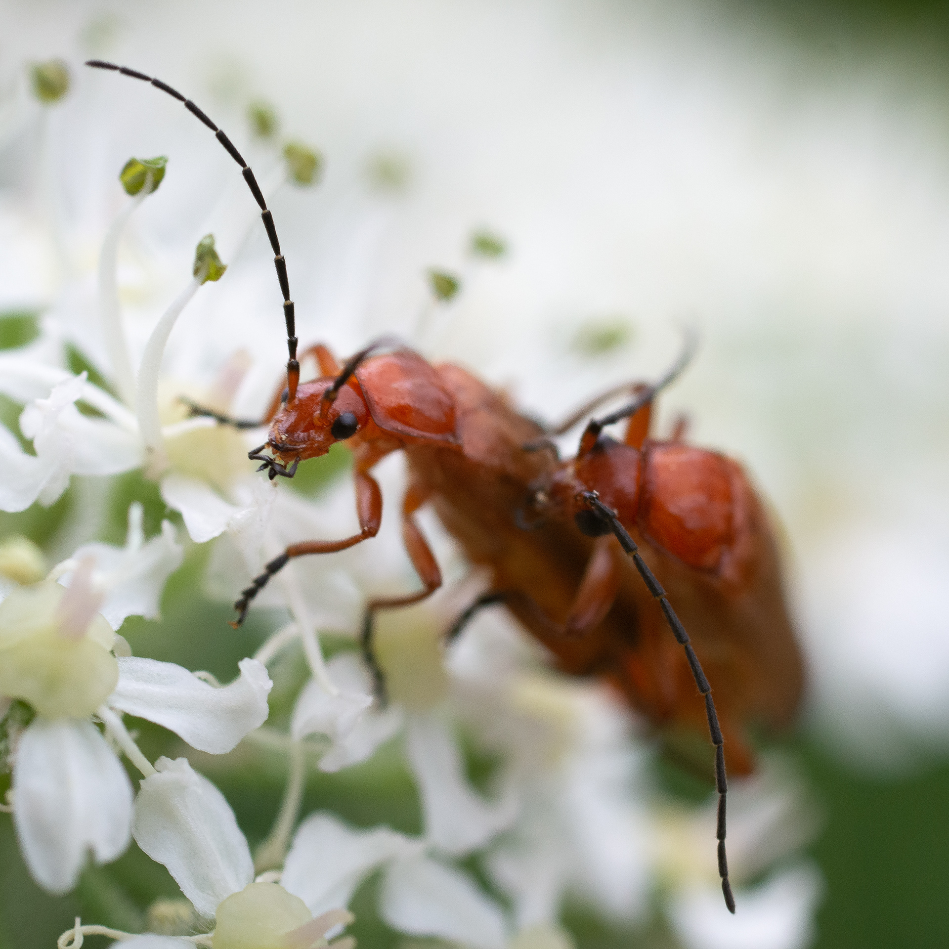 193/365 Soldier beetle gladiators challenge!
