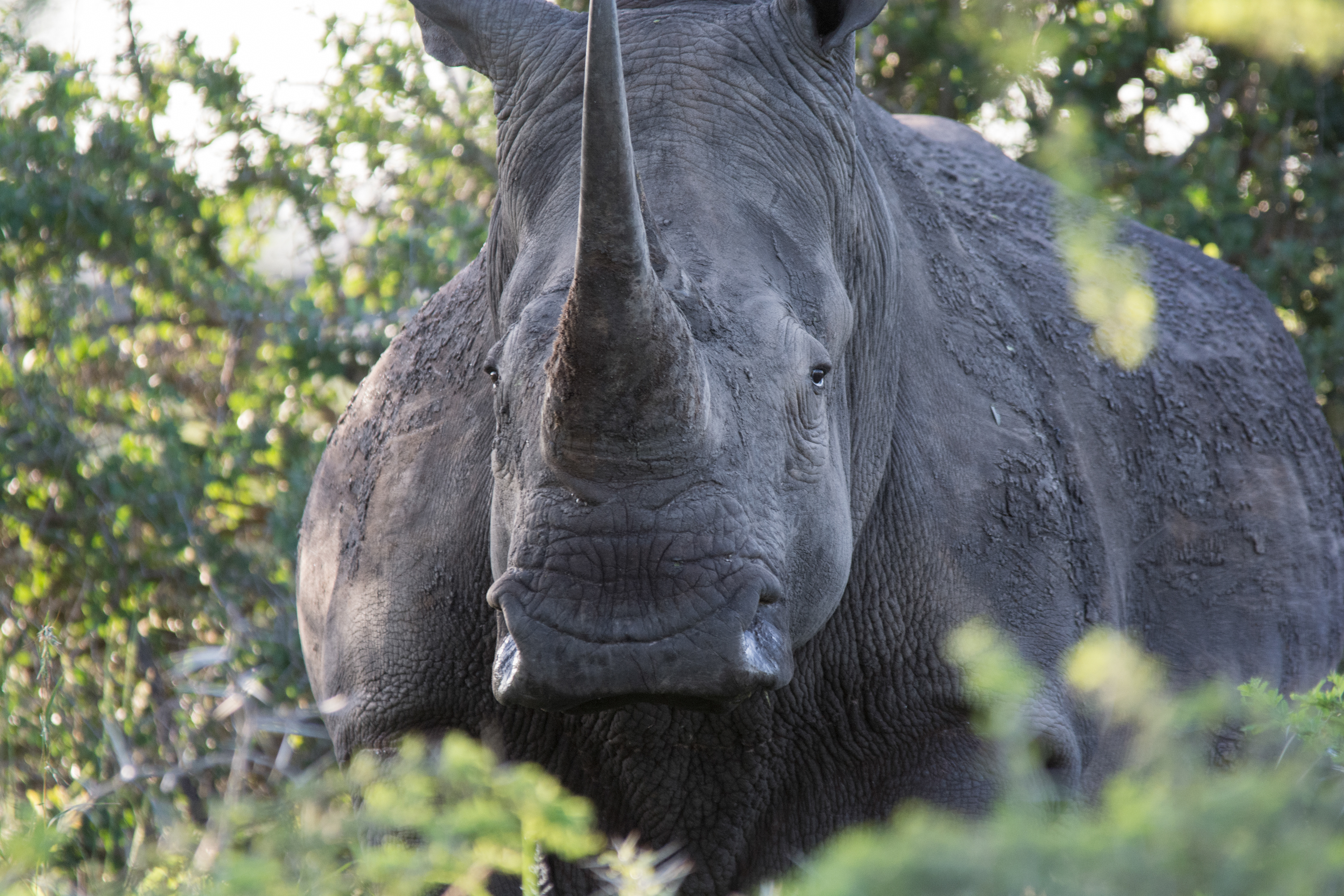 Seeing them in their environment, especially on foot is a humbling.