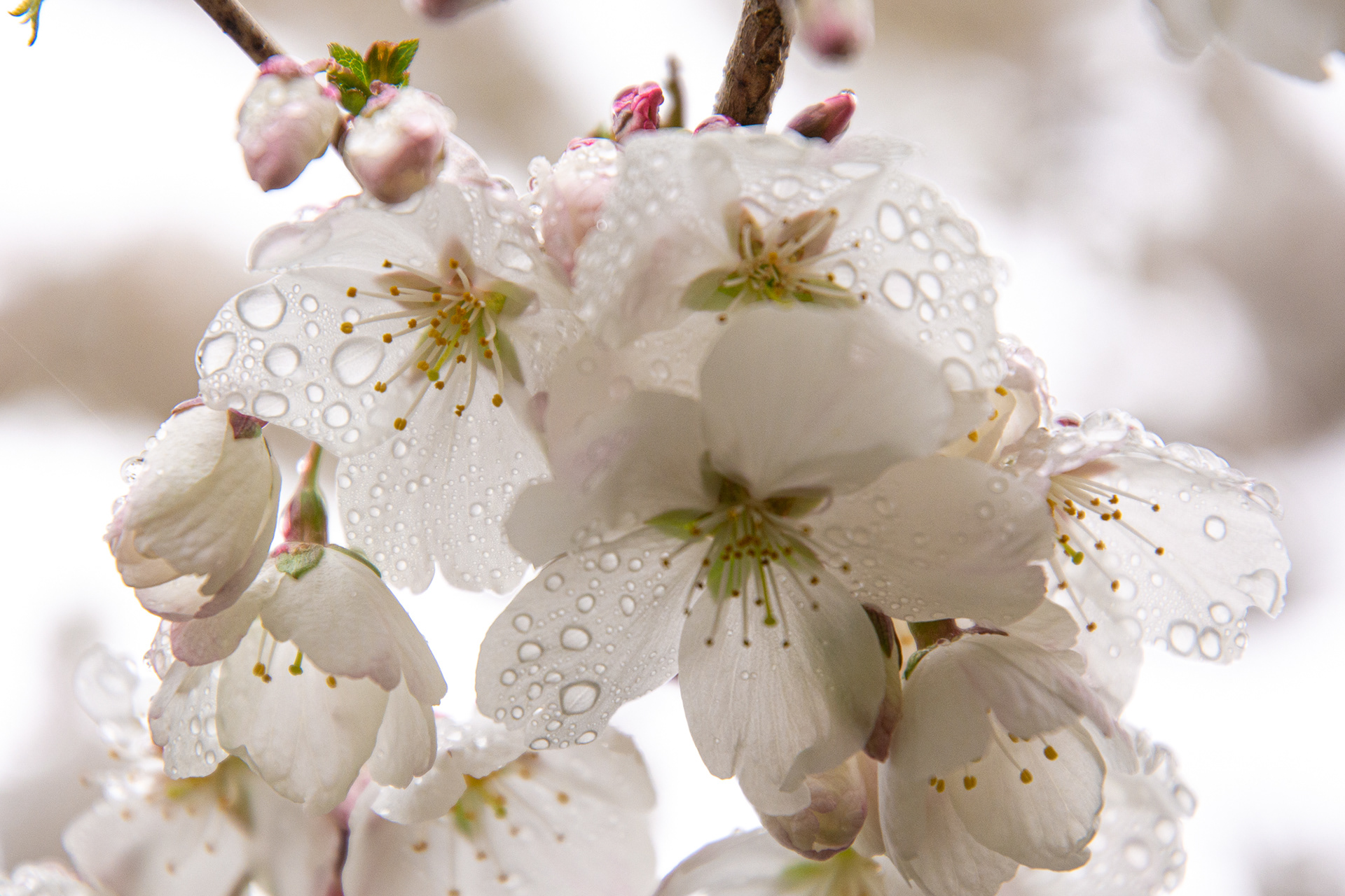 25/365 Soggy blossom. Was spending a lot of time at home so here is a soggy bloowom from my garden.