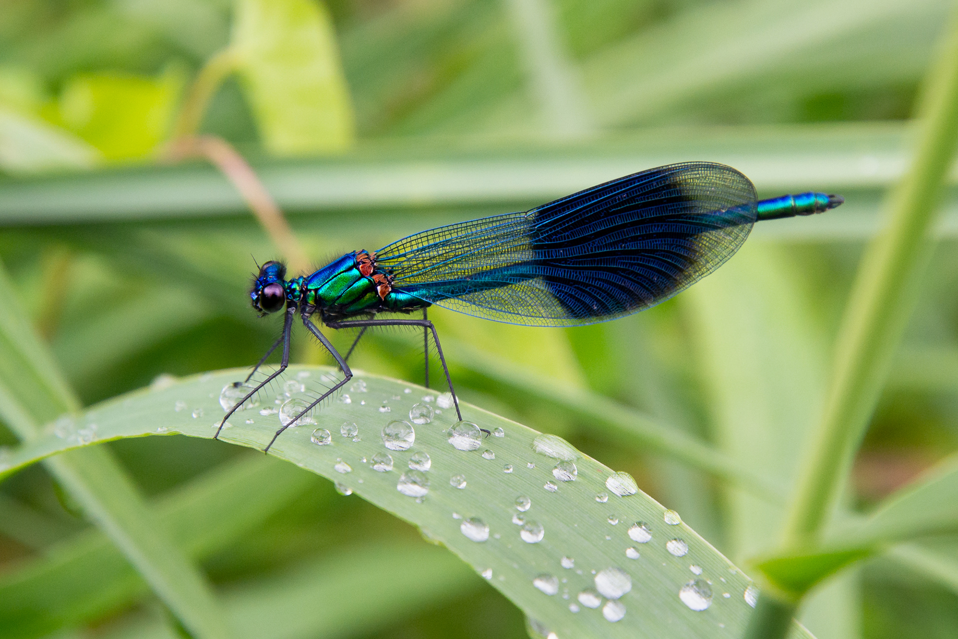 220/365 Damselfly by the Test.