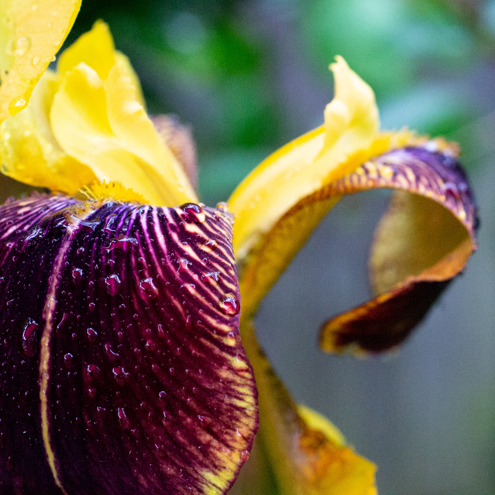143/365 Soggy garden iris.