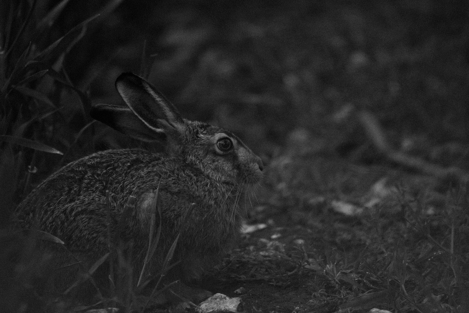131/365 Hare at Dusk.