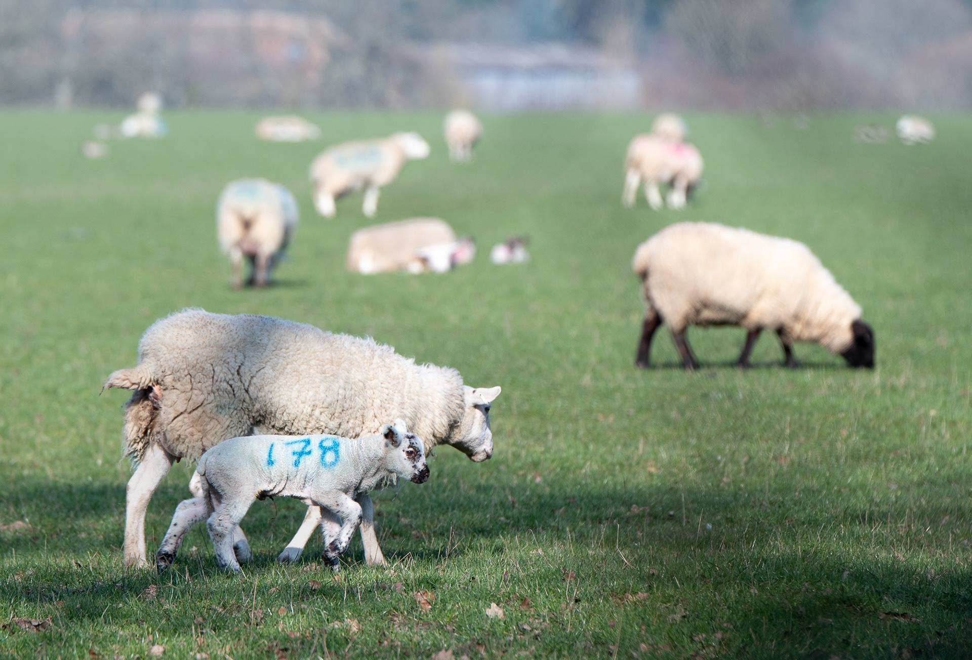 60/365 Lambs emerging in the fields :-)