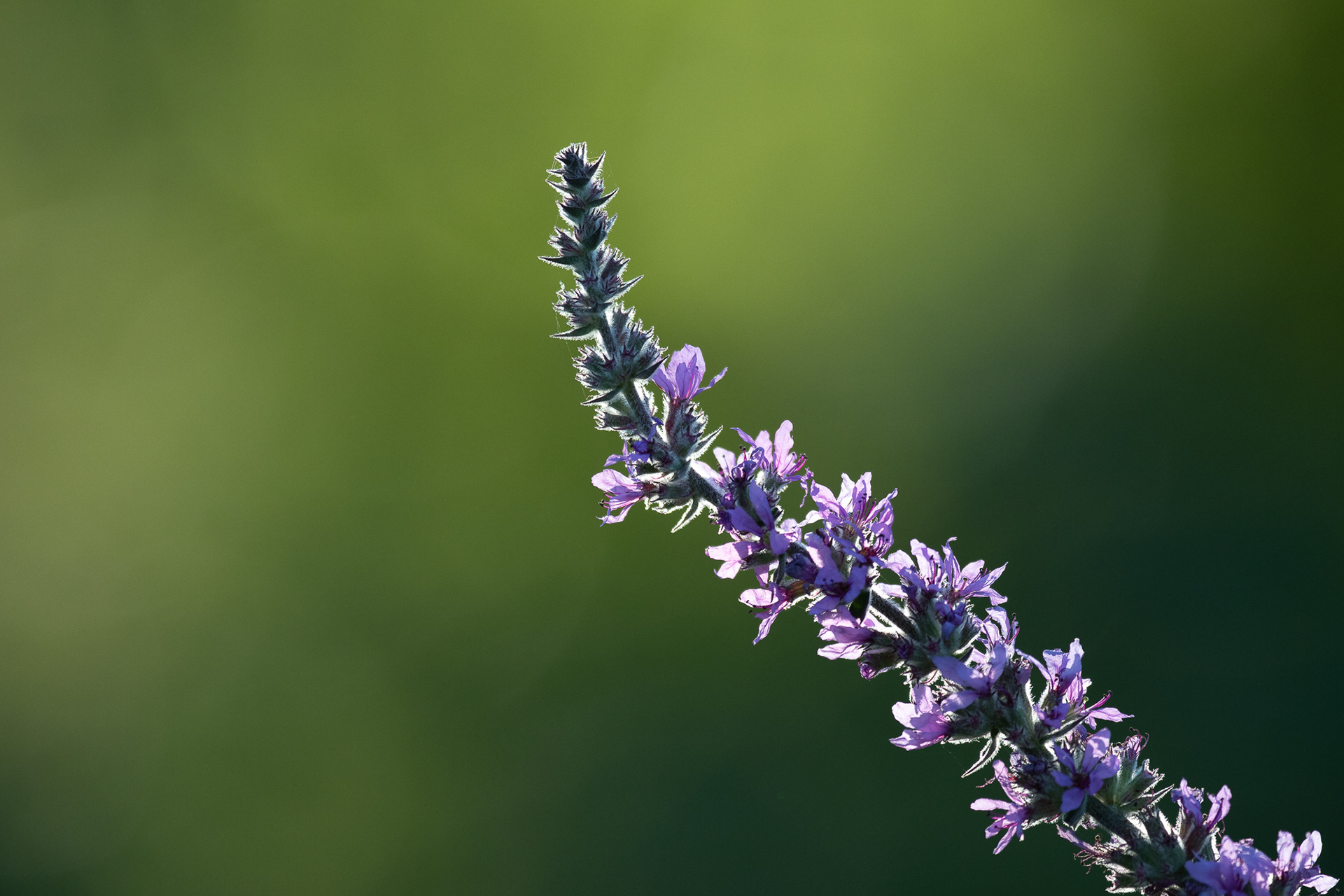 237/365 Purple flowers.