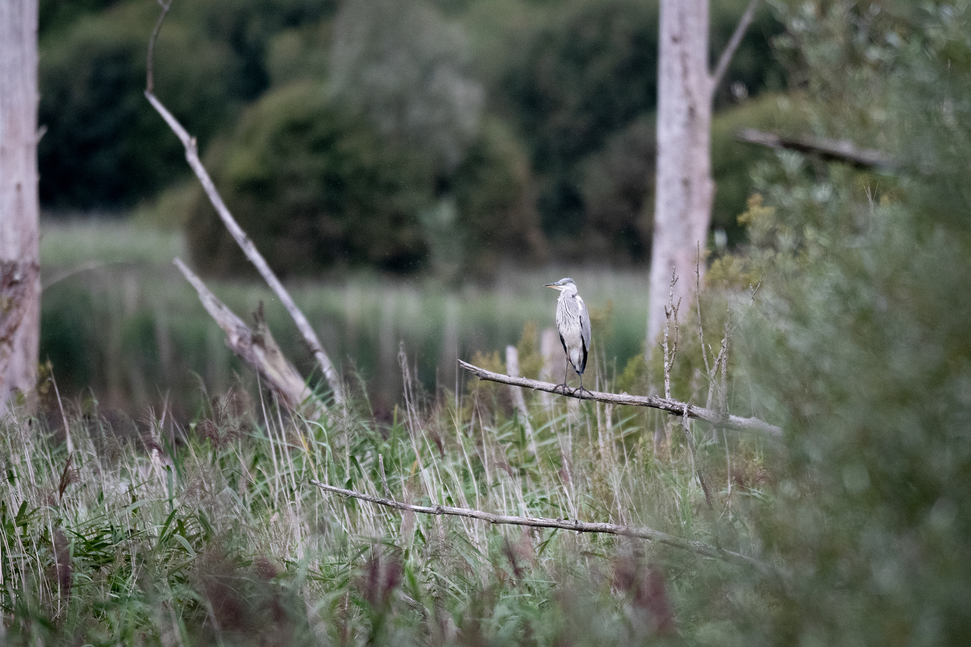244/365 Perching.