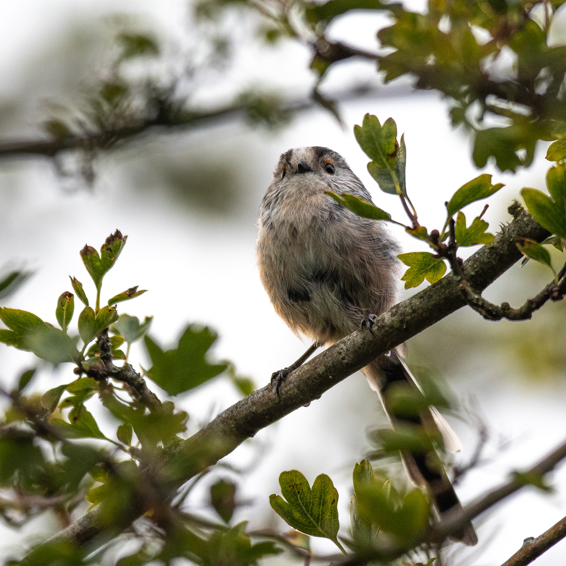 221/365 Long Tailed Tit.