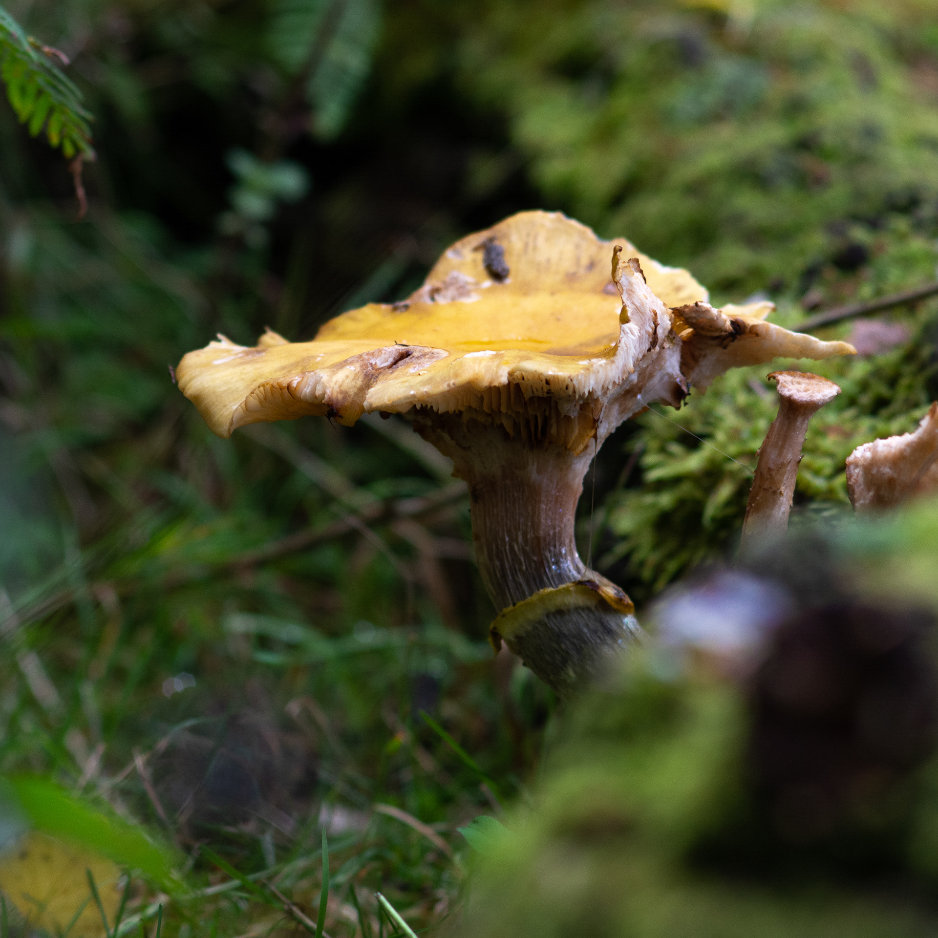 254/365 Shroom in the forest.