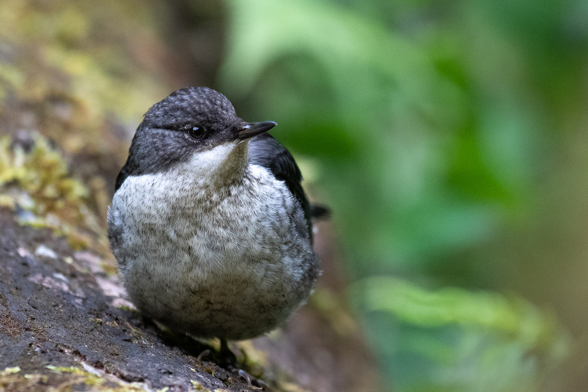 204/365 Dipper!