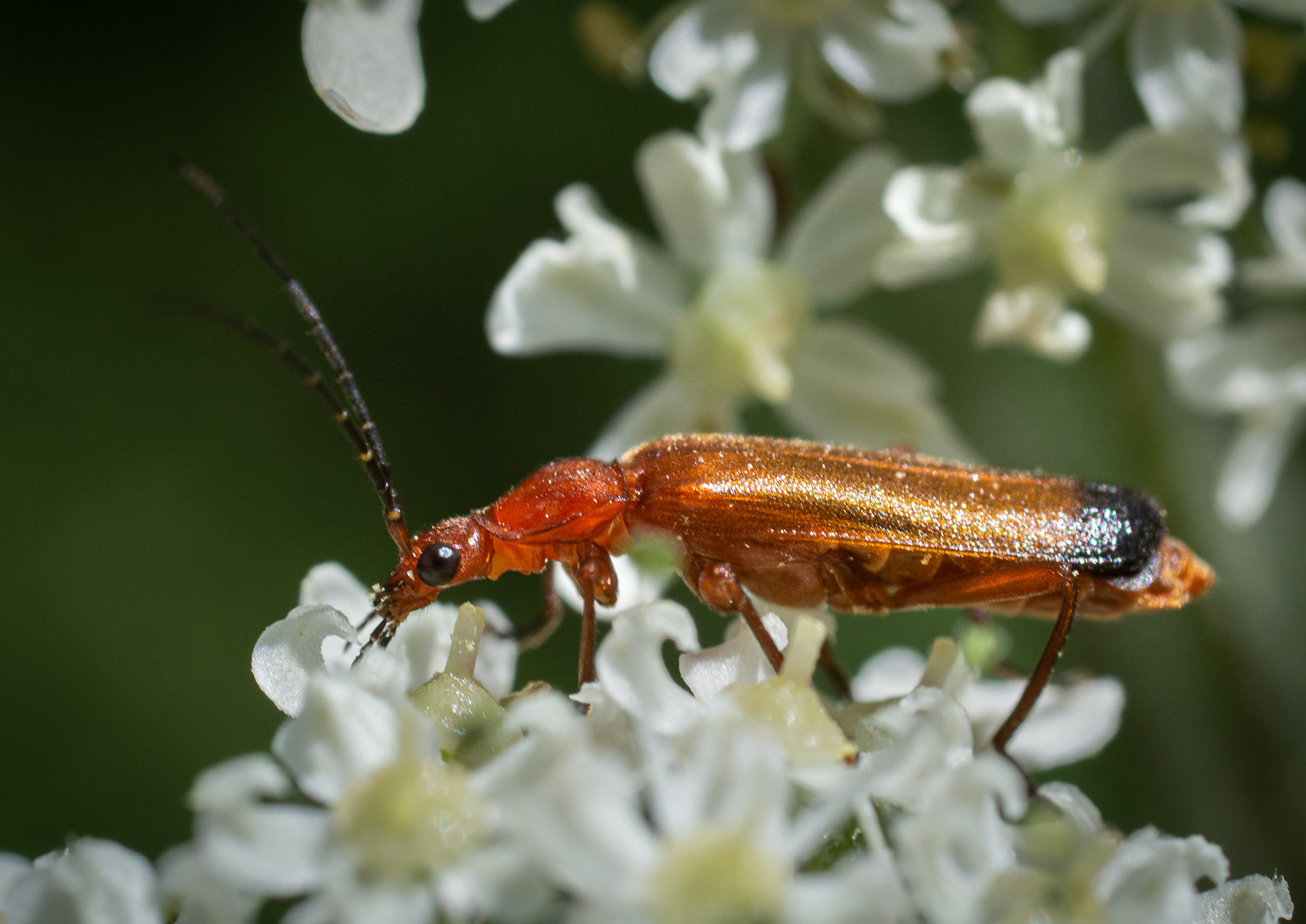190/365 Common red soldier beetle.