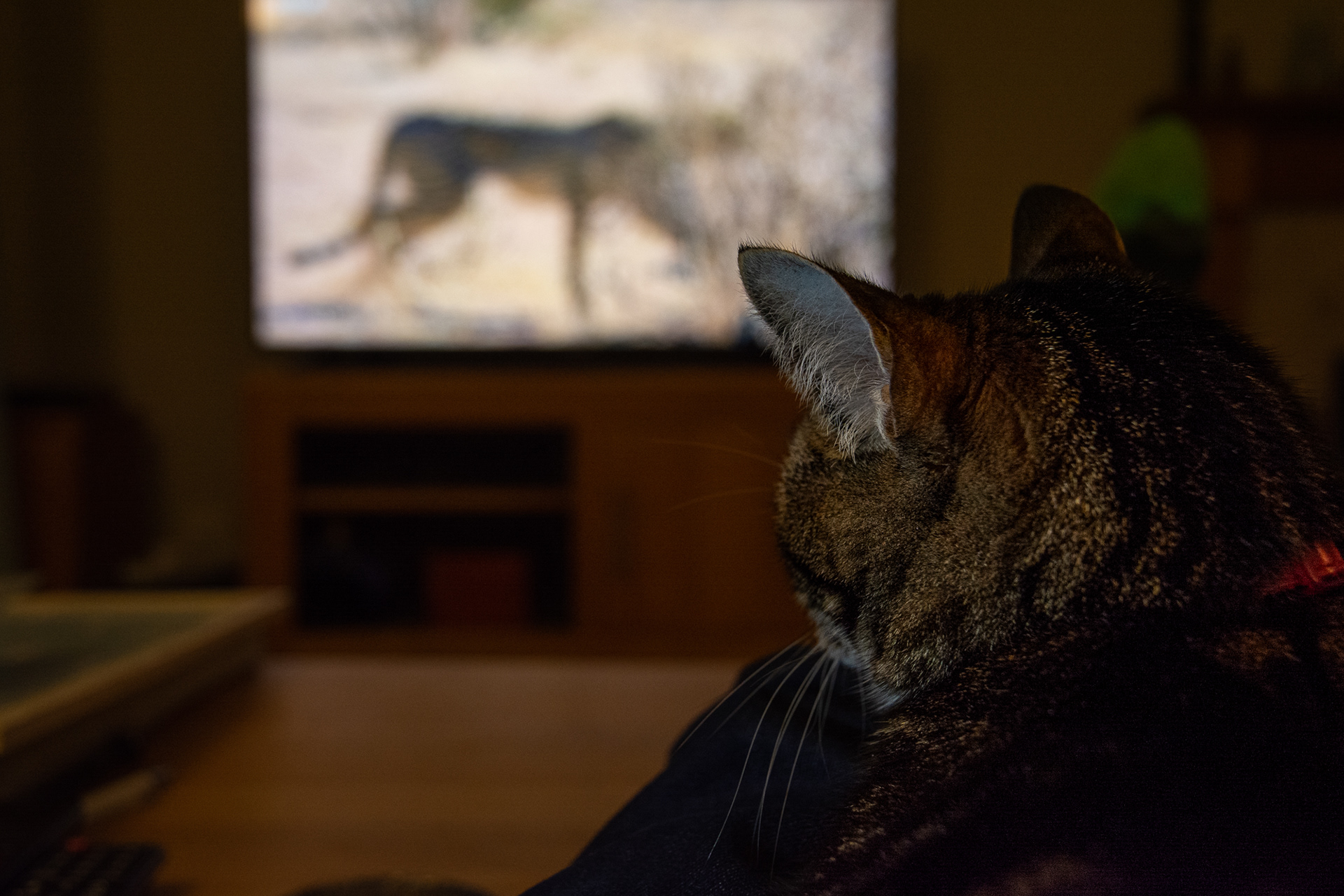 34/365 Watching Gordon Buchanan's Cheetah Family and Me with Penny!
