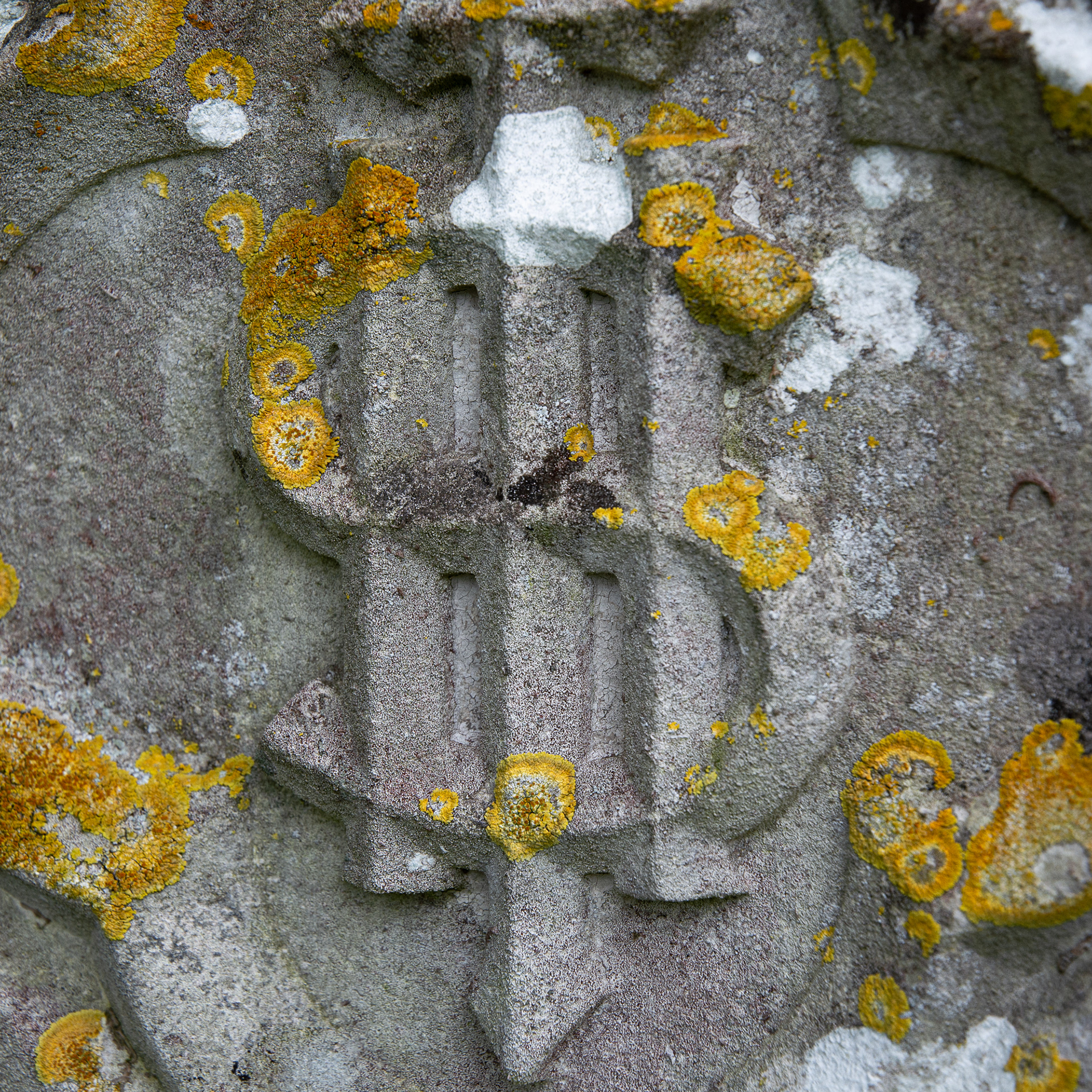 86/365 Another from the graveyard lichen series #niche.