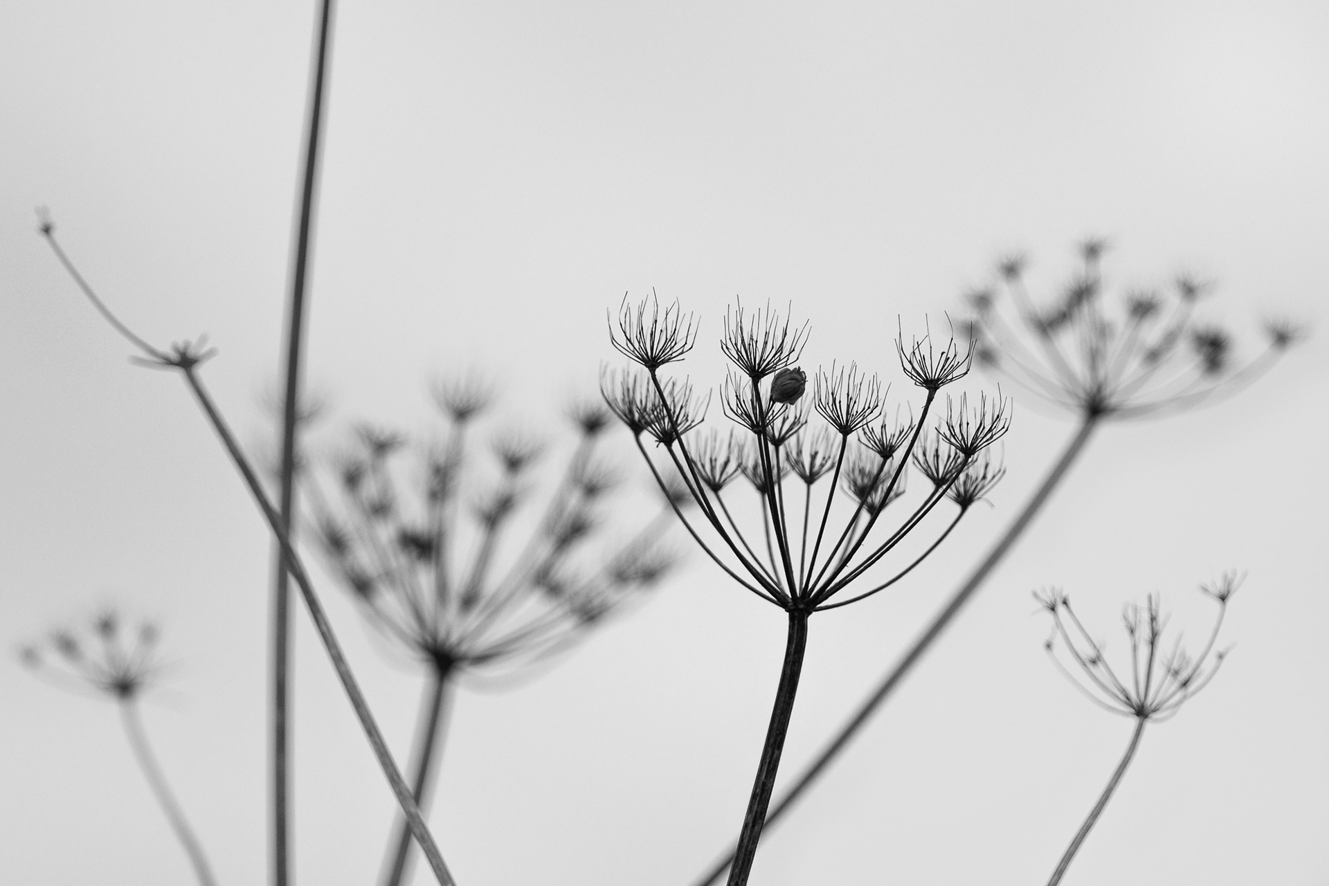 30/365 Had a nice walk up the canal and tried to get down low to try to get some shots against the sky.