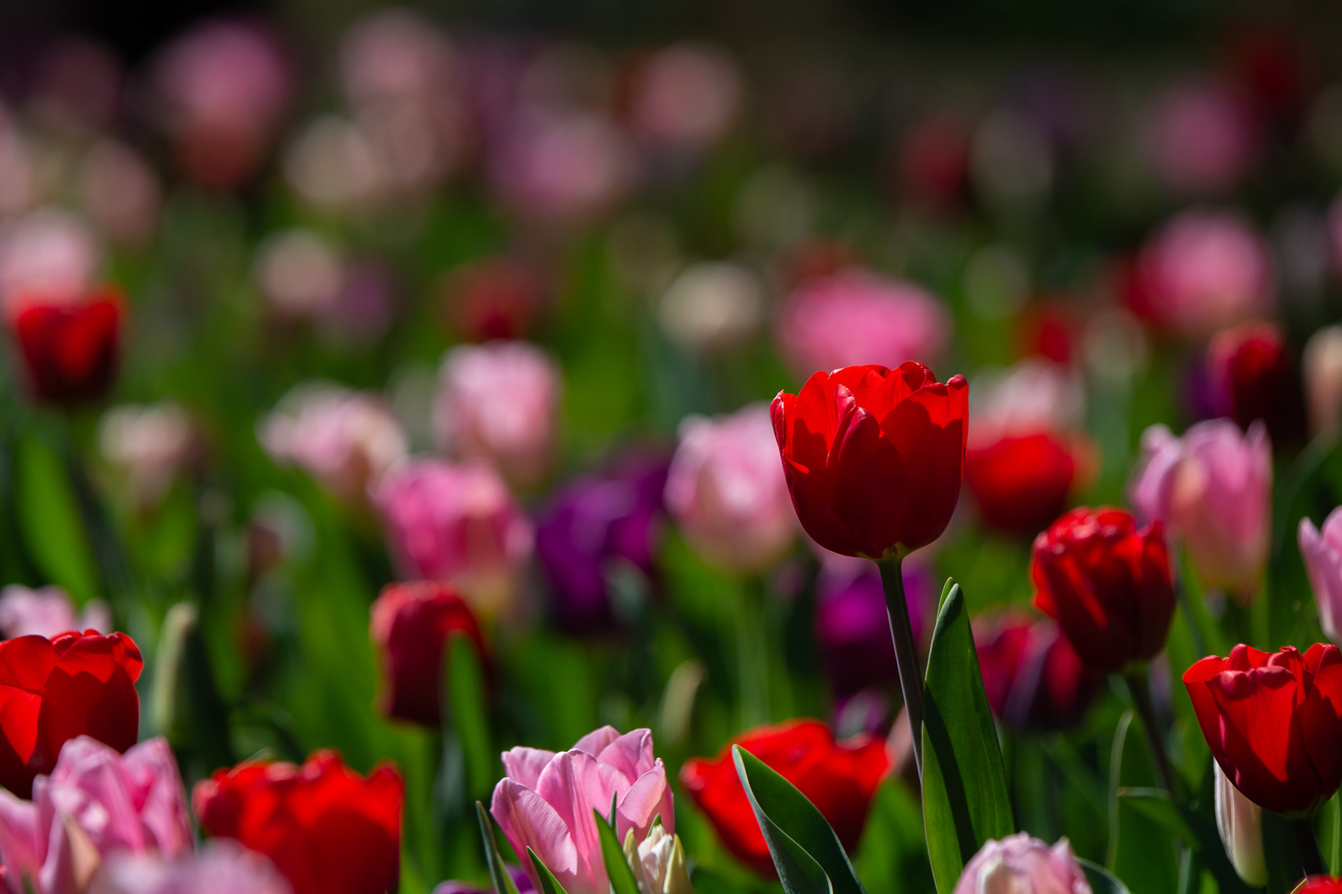 107/365 Tulips.