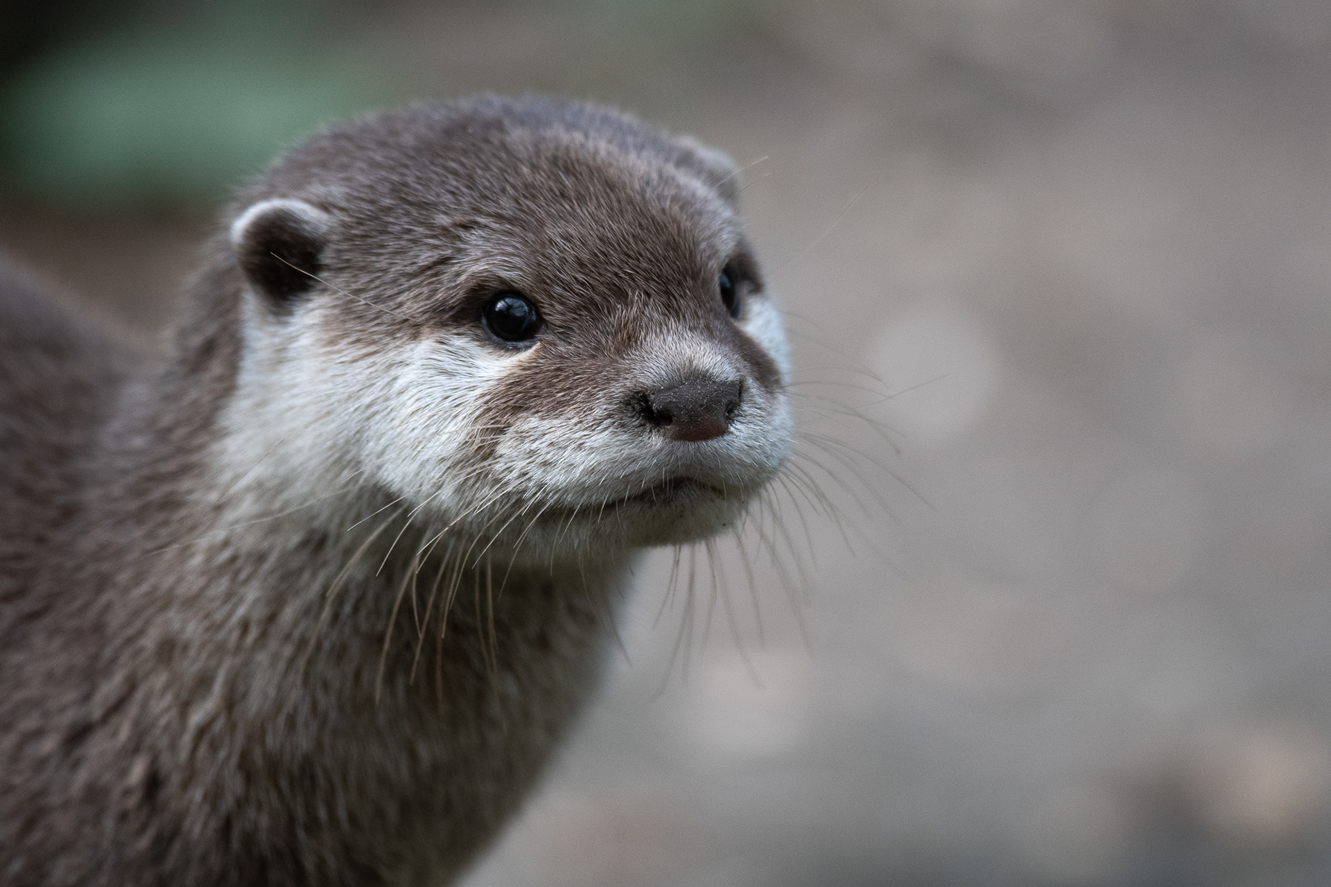 POTD 234/365 Otter.