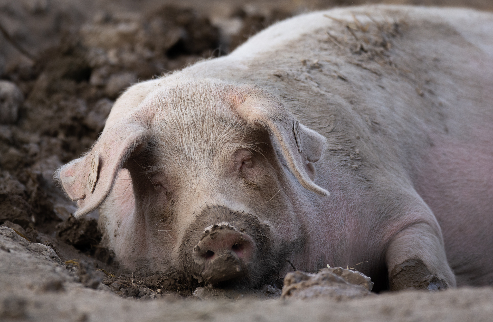 248/365 Old Sarem Sow.