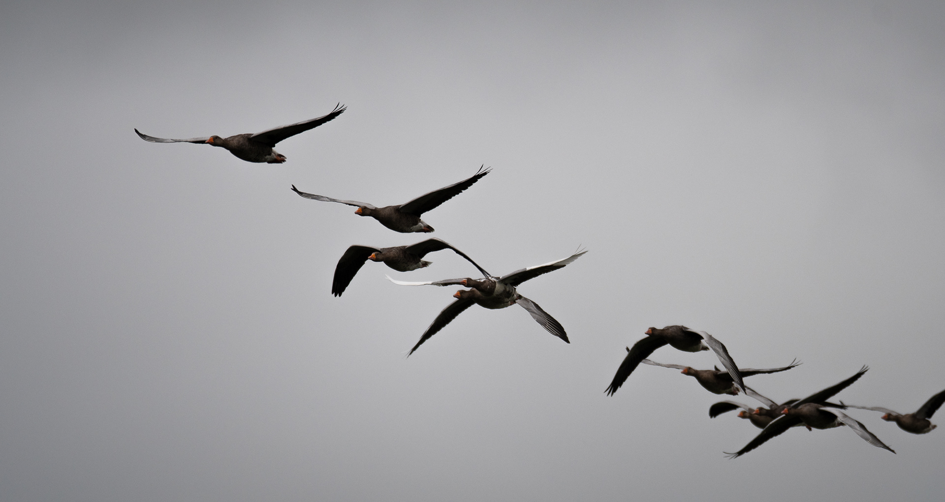 231. Bonus - collective noun for geese? a pile...