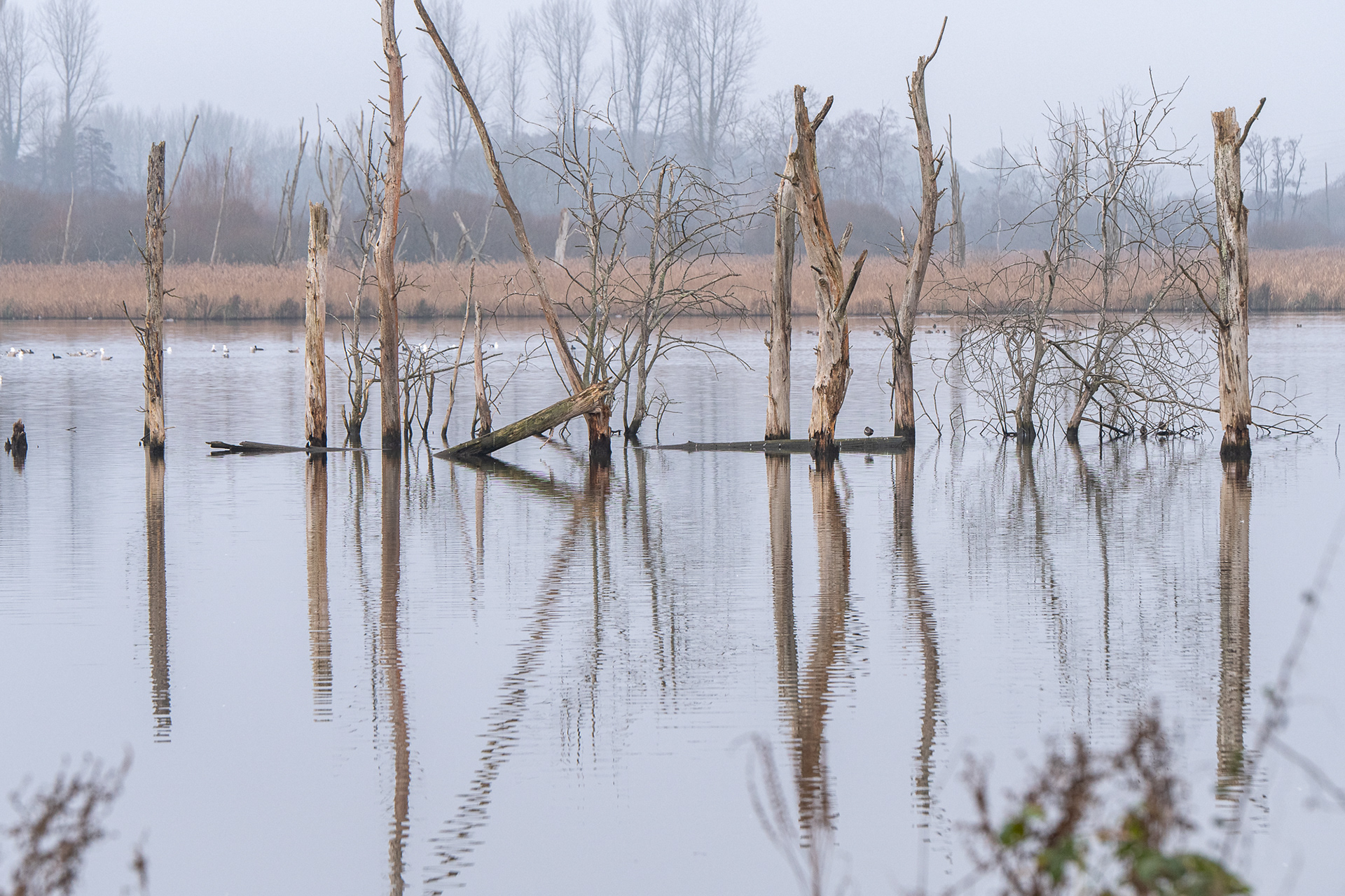 10/365 Fishlake. This will probably not be the last POTD to feature these dead trees. I was going to save them up for a rainy day, but I'm quite pleased with how this shot came out!