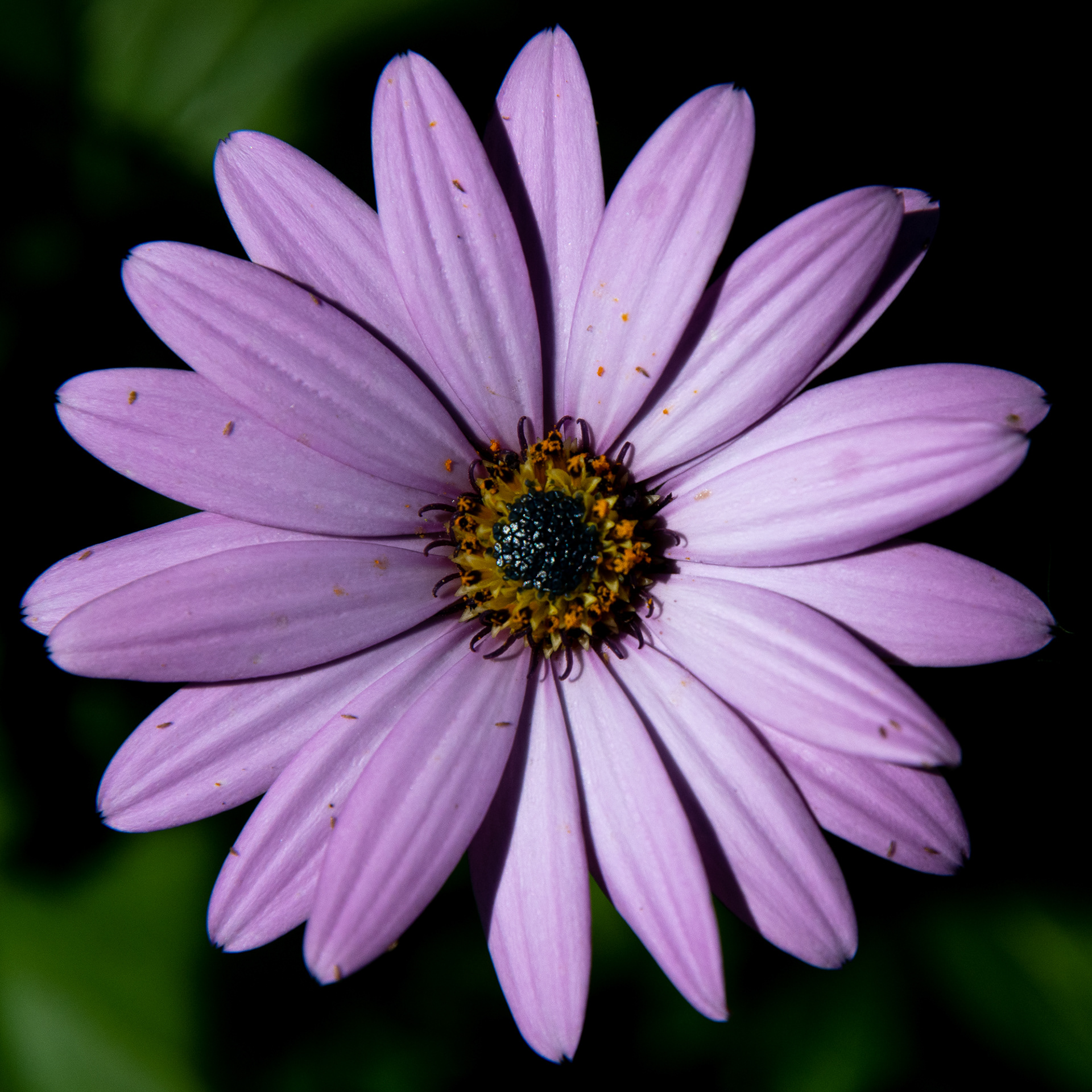 199/365 Purple flower.