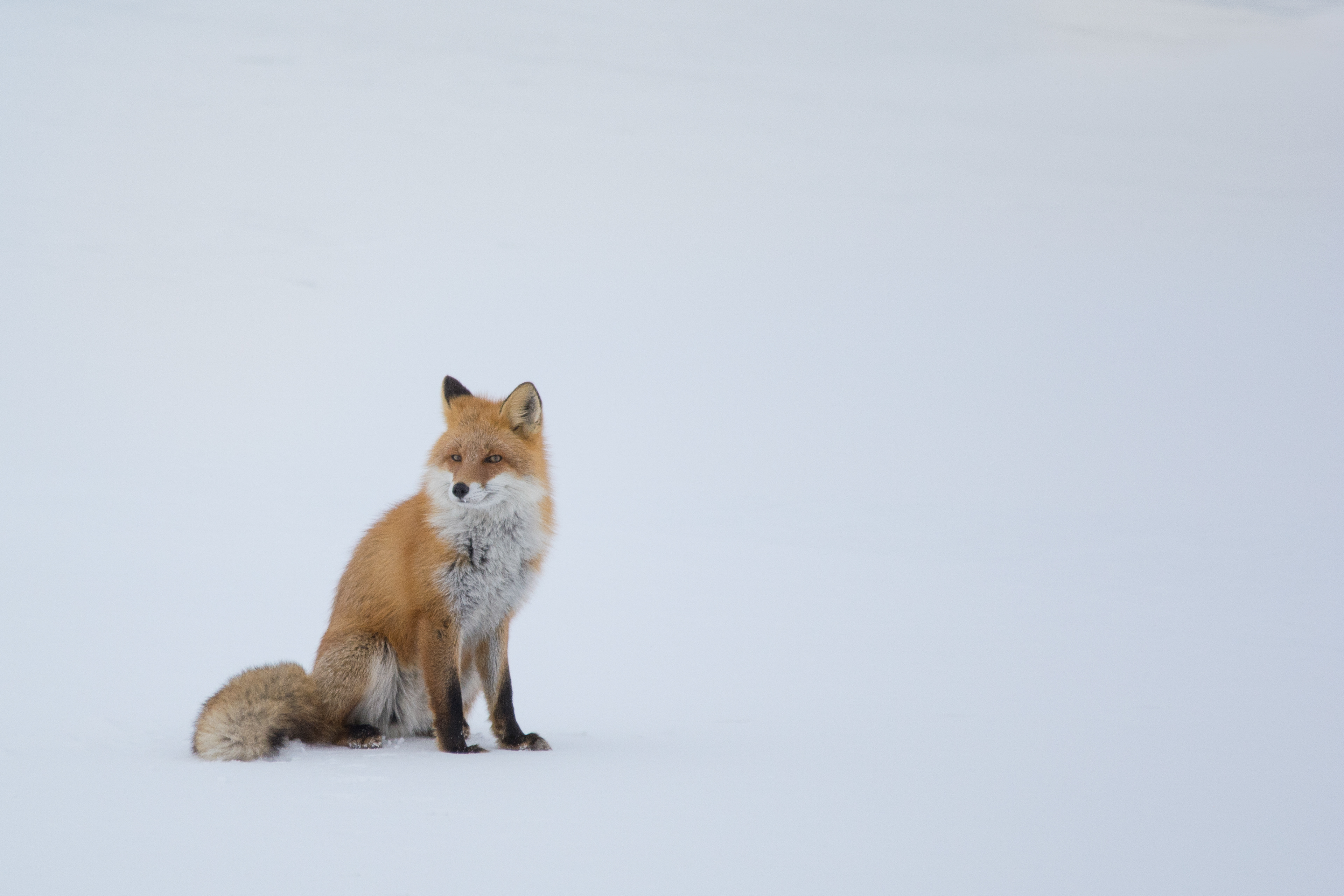 This was a wonderful surprise driving across Hokkaido :-)