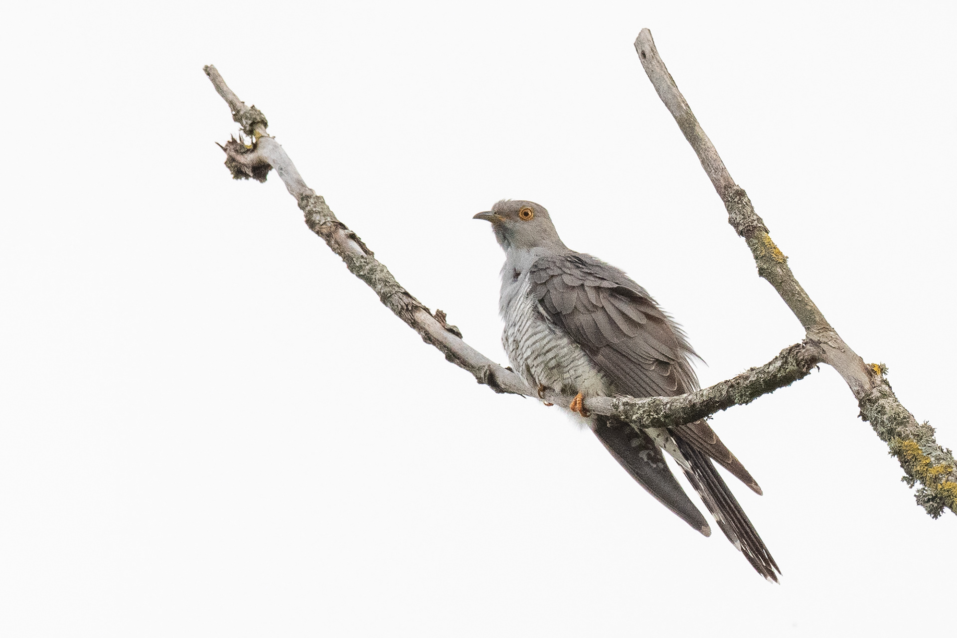 155/365 Cuckoo.