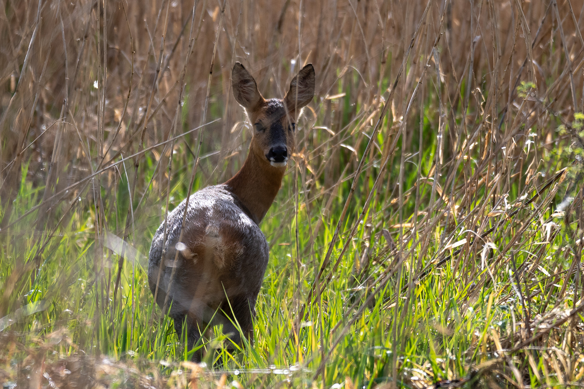 137/365 Roe deer trying to hide!