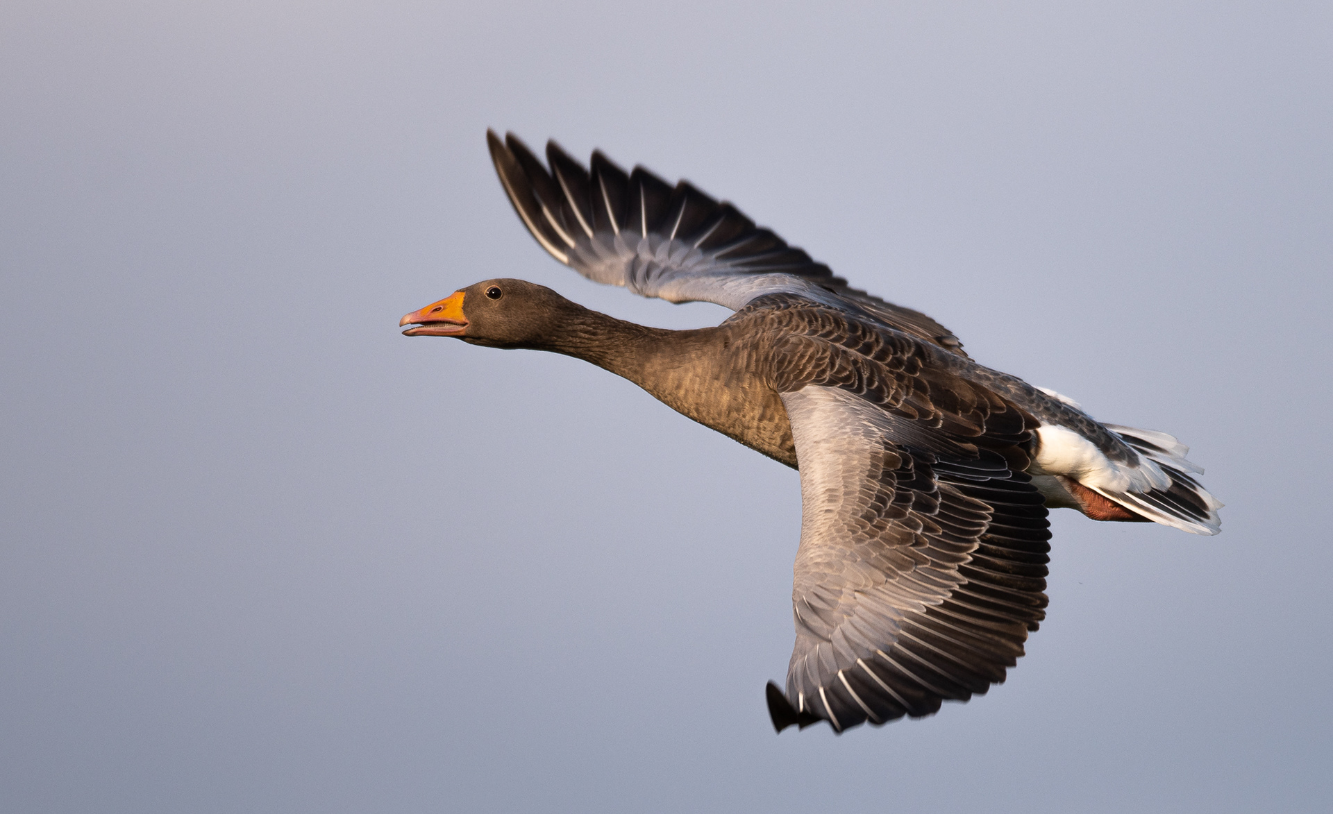 265/365 Goose.