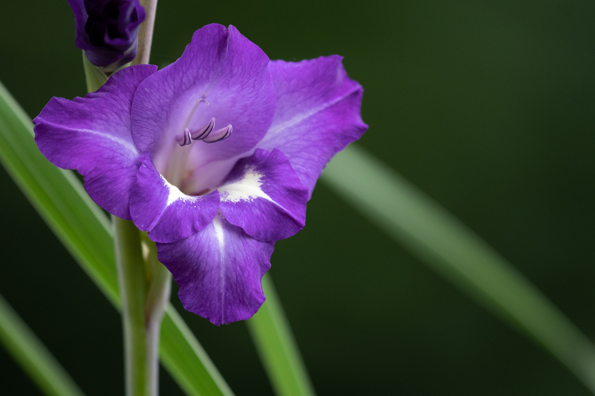 225/365 Gladiolus.
