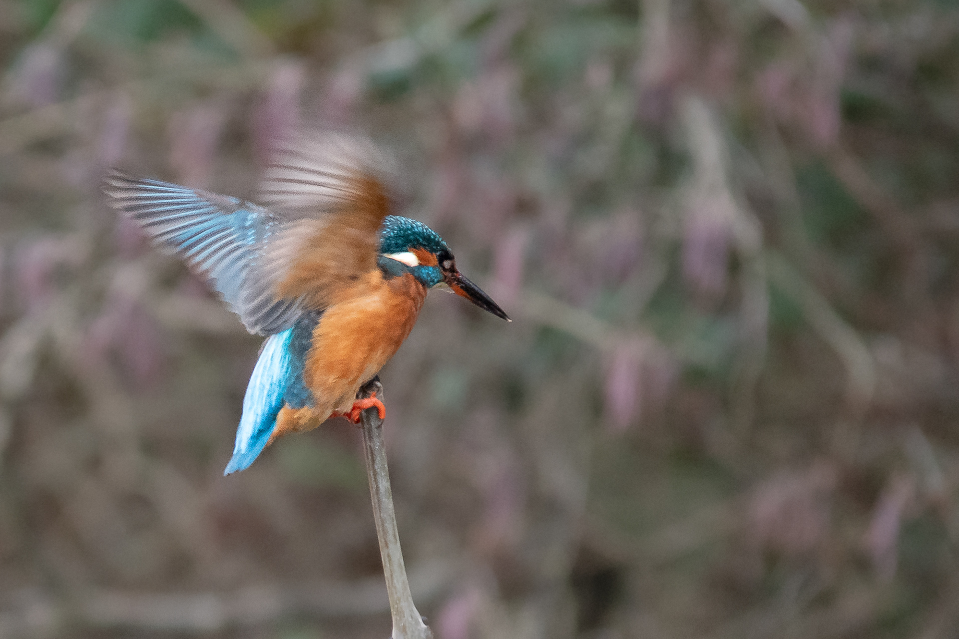 6/365 Kingfisher. I was very fortunate to receive a tip off about a local Kingfisher, so I used my daily exercise to take a stroll by the river and was amazed to get such a good sighting of this magnificent creature!