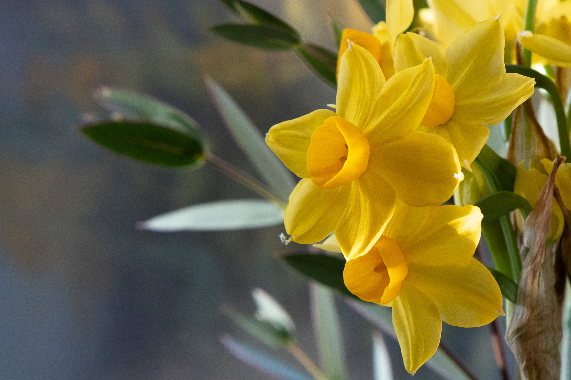 15/365 Narcissi. Classic working from home shot! Trouble with not leaving the house...