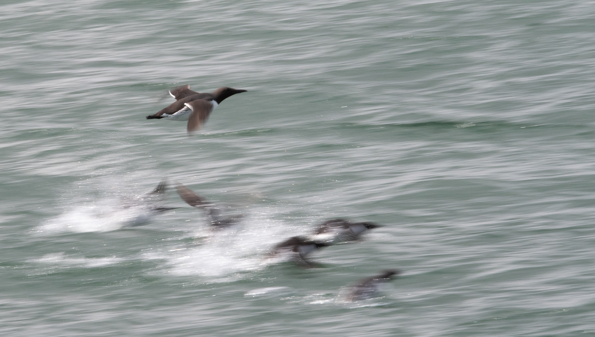 126. Bonus Guillemots!