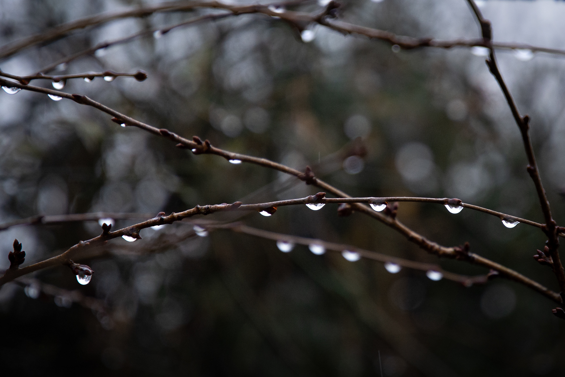 31/365 Rain on the cherry tree.
