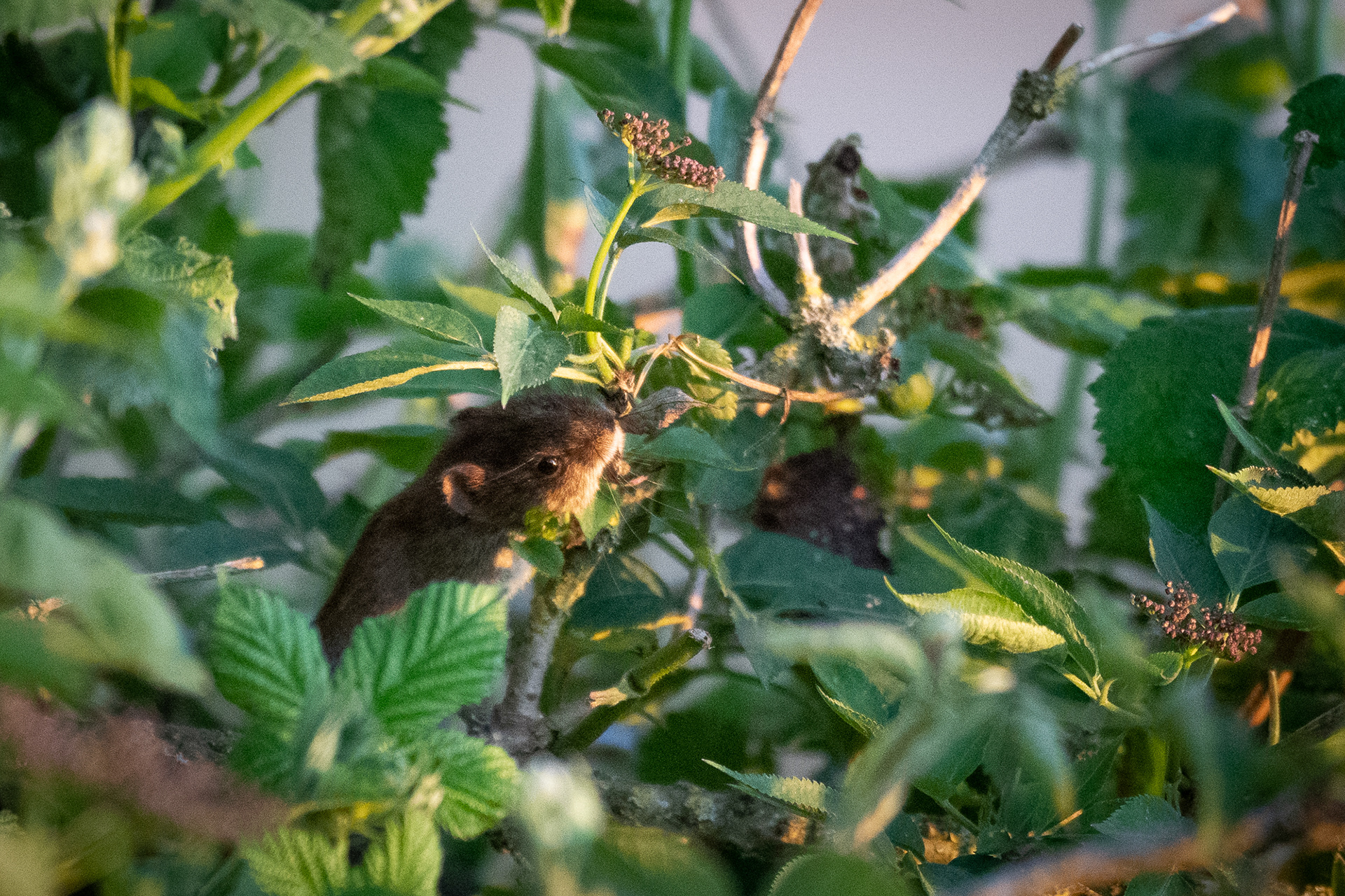 152/365 Vole? I think this is a water vole, but very happy to be corrected!