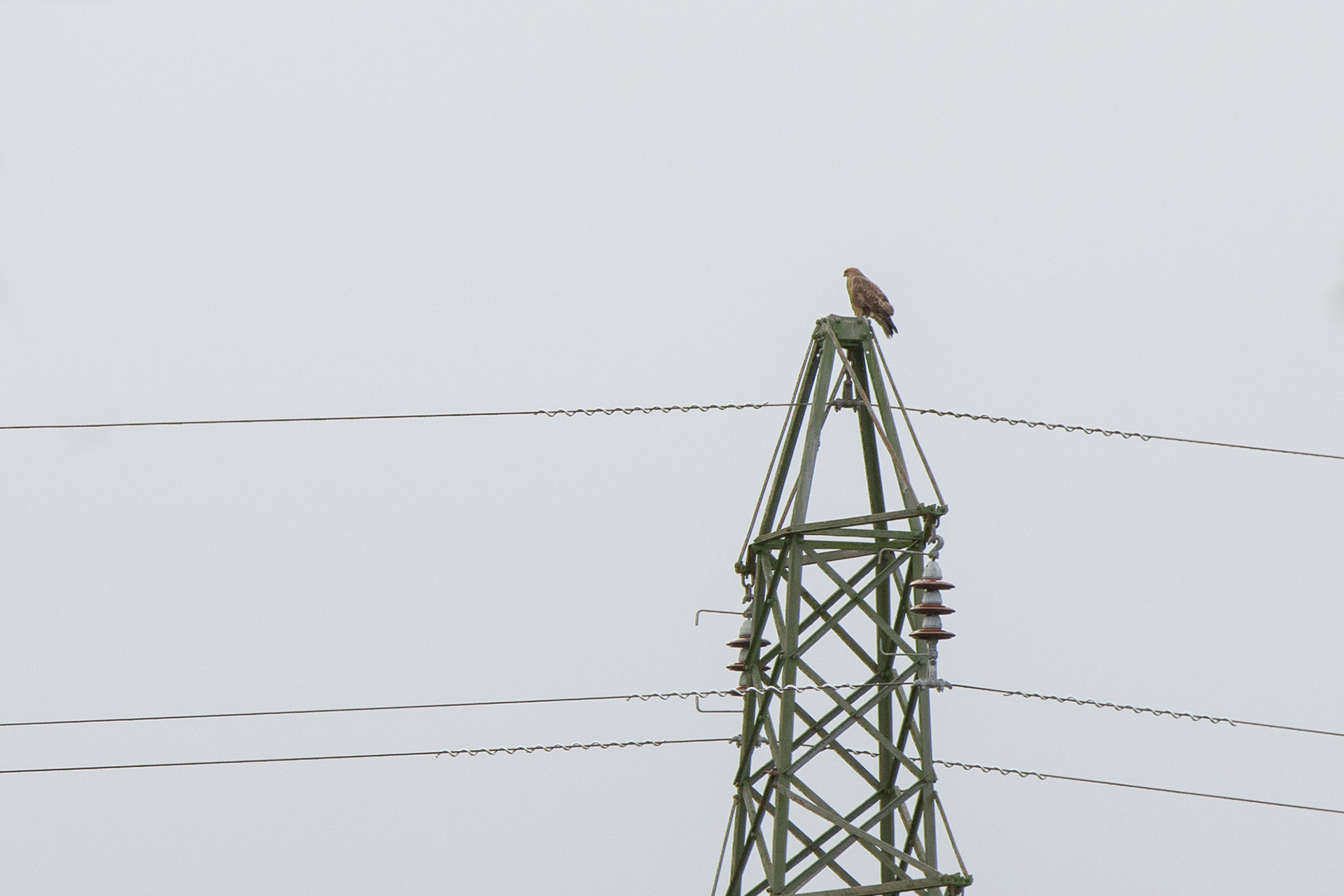 28/365 Marsh Harrier. Well, I guess it's more a photo of a pylon, but I was very pleased to see the Marsh Harrier