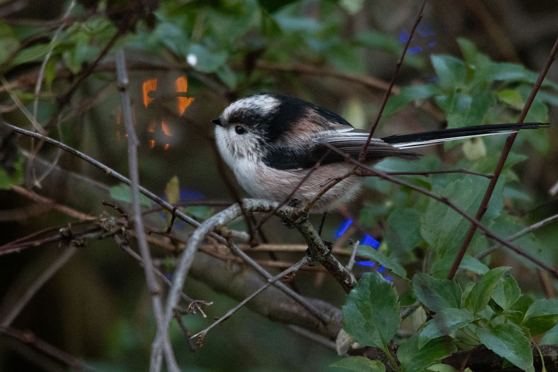 3/365 Festive Long Tailed Tit. Spotted some long tailed tit in the garden. It was pretty late and the light was fading fast but managed to grab this shot with some Christmas lights behind!