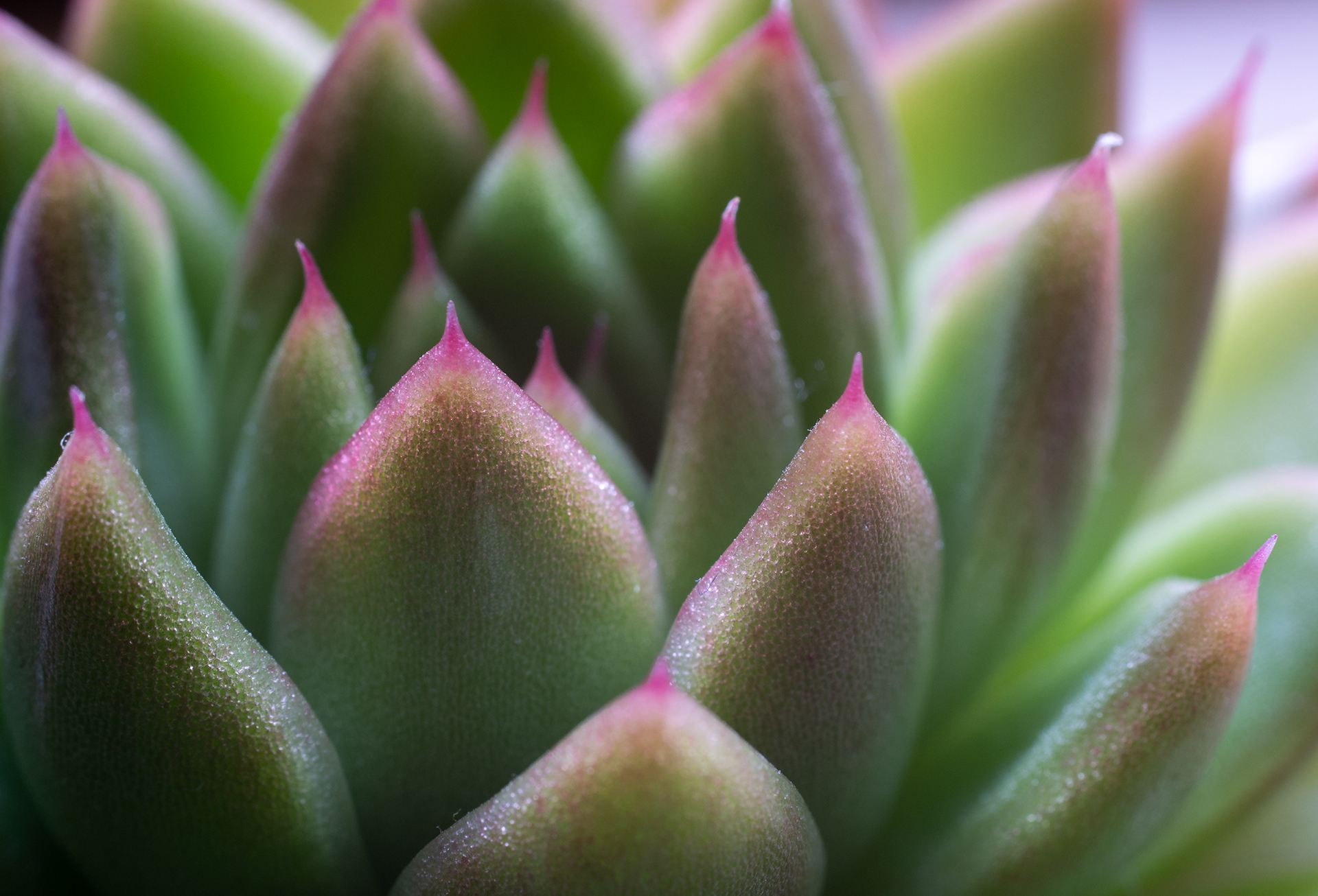 130/365 Cactus macro.