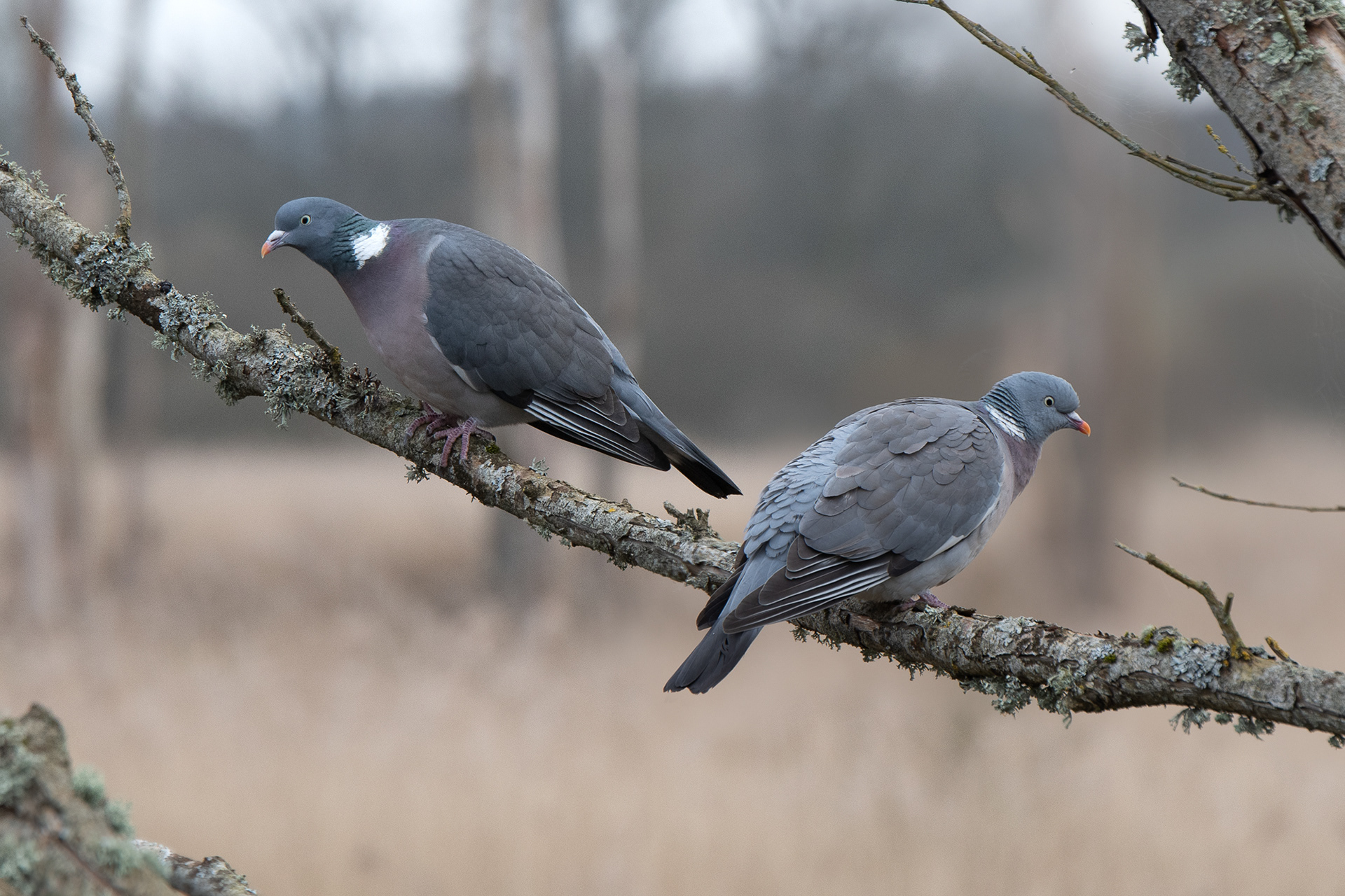 77/365 These two sharing a perch.