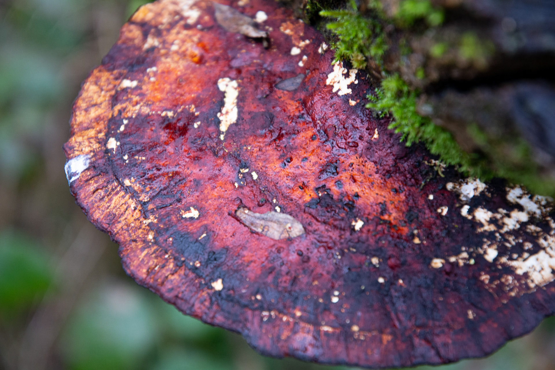 45/365 Beefy old shroom!