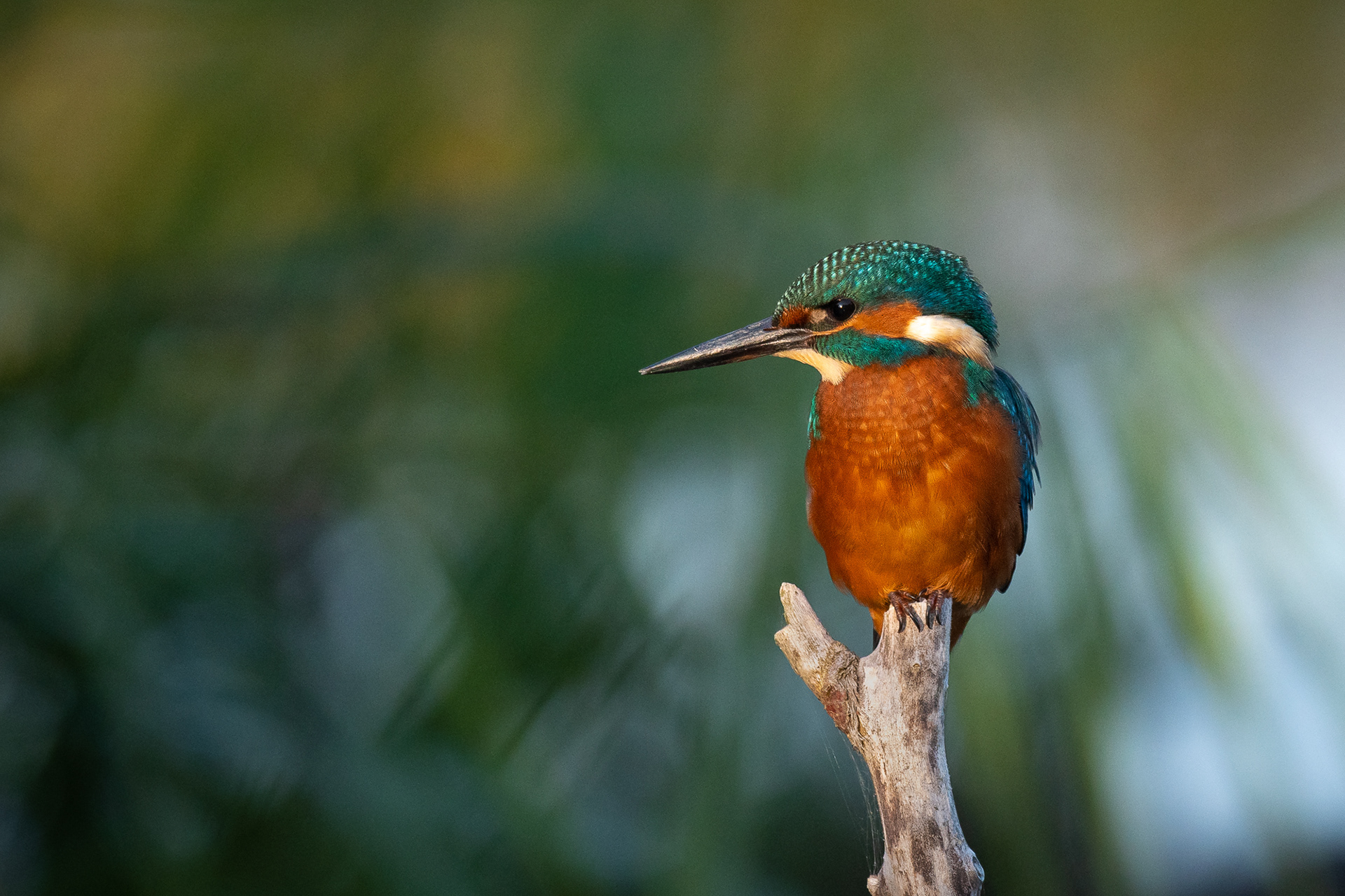 238/365 Kingfisher.