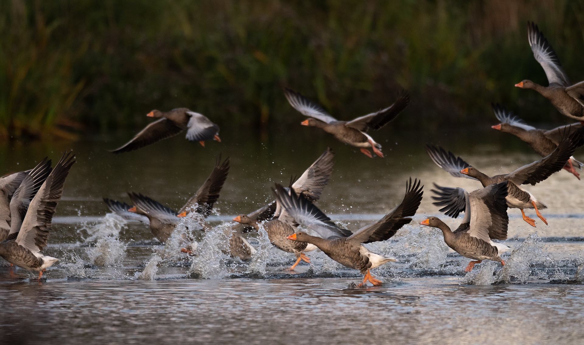 241/365 Take-off.
