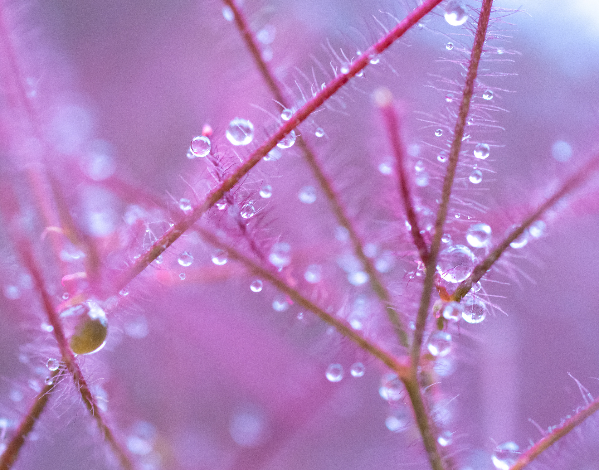 192/365 Candy floss tree.