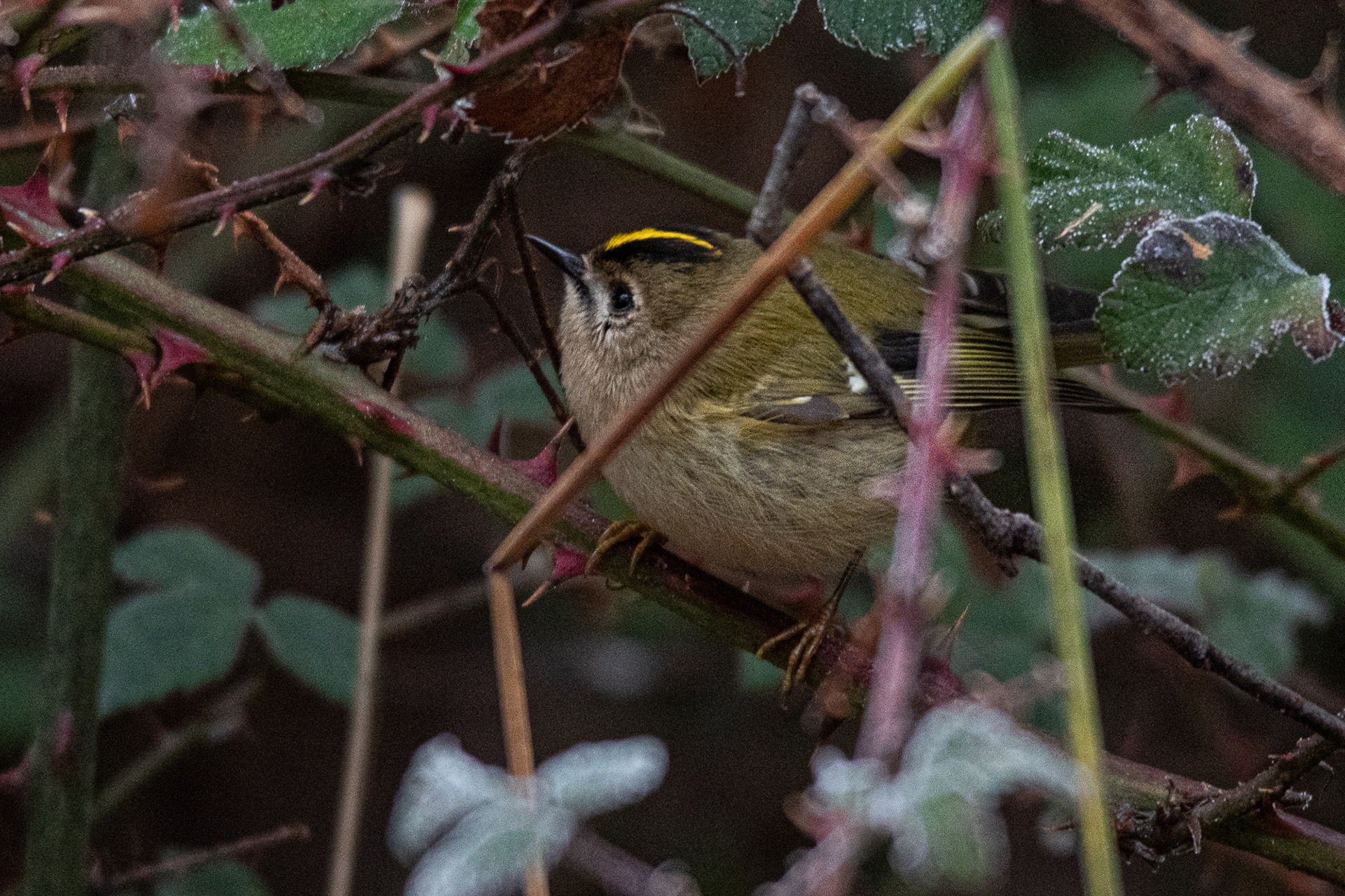 Cute little gold crest from a New Years Day walk. Apparently they are the smallest bird in Europe which could explain why it was such a challenge to catch him. But he was patient and stayed around a bit!