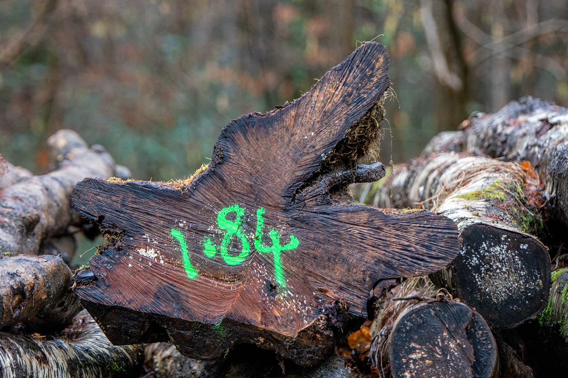 35/365 Went for a walk in some woods after dropping a parcel to ship to my collaborators. Bit muddy, but nice to be out.