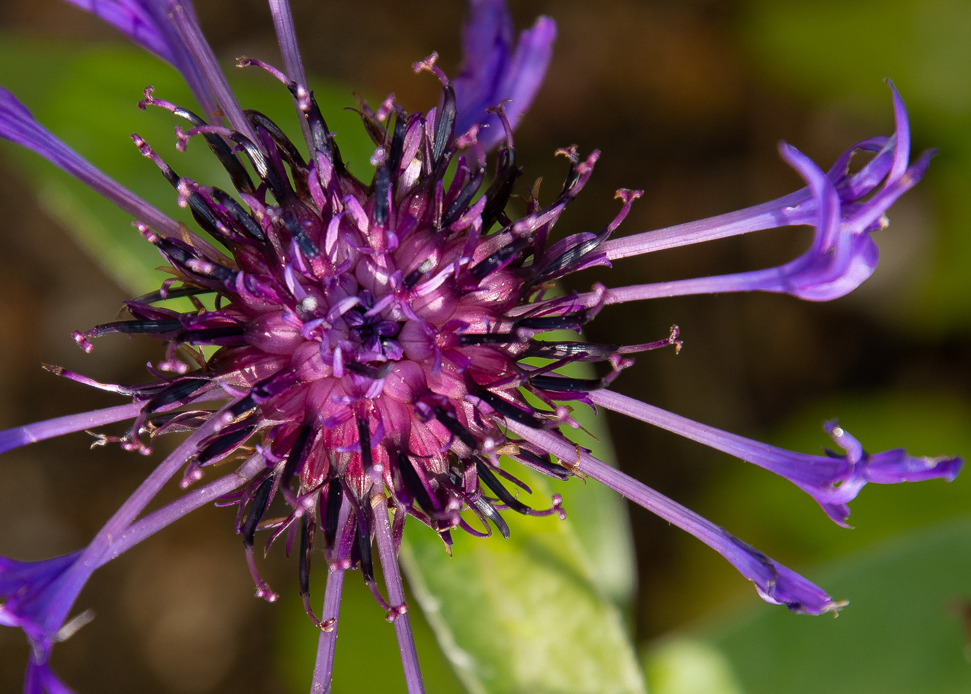 144/365 Mountain Cornflower.