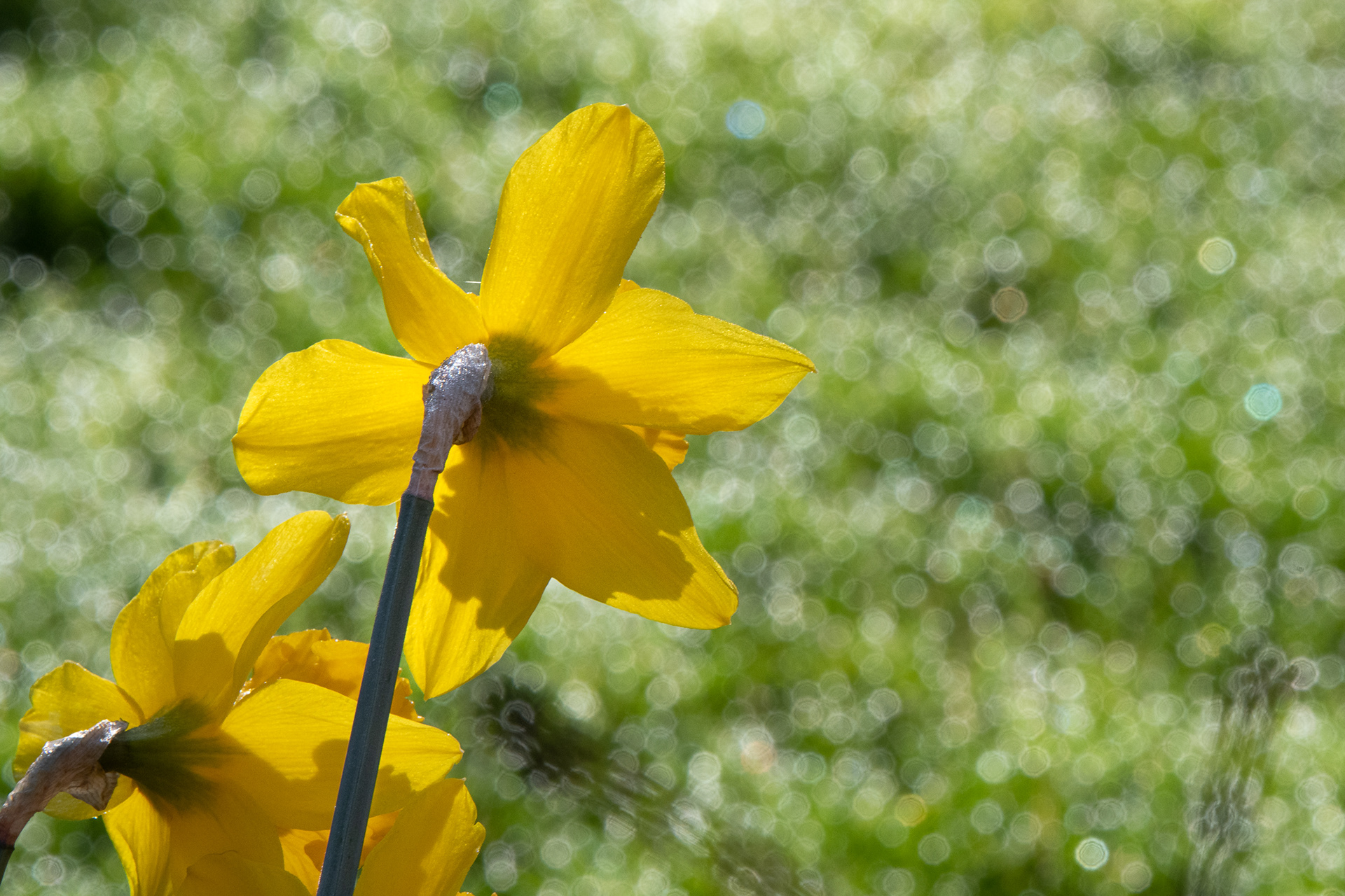 68/365 Daffodil in the morning light with dew bokeh.